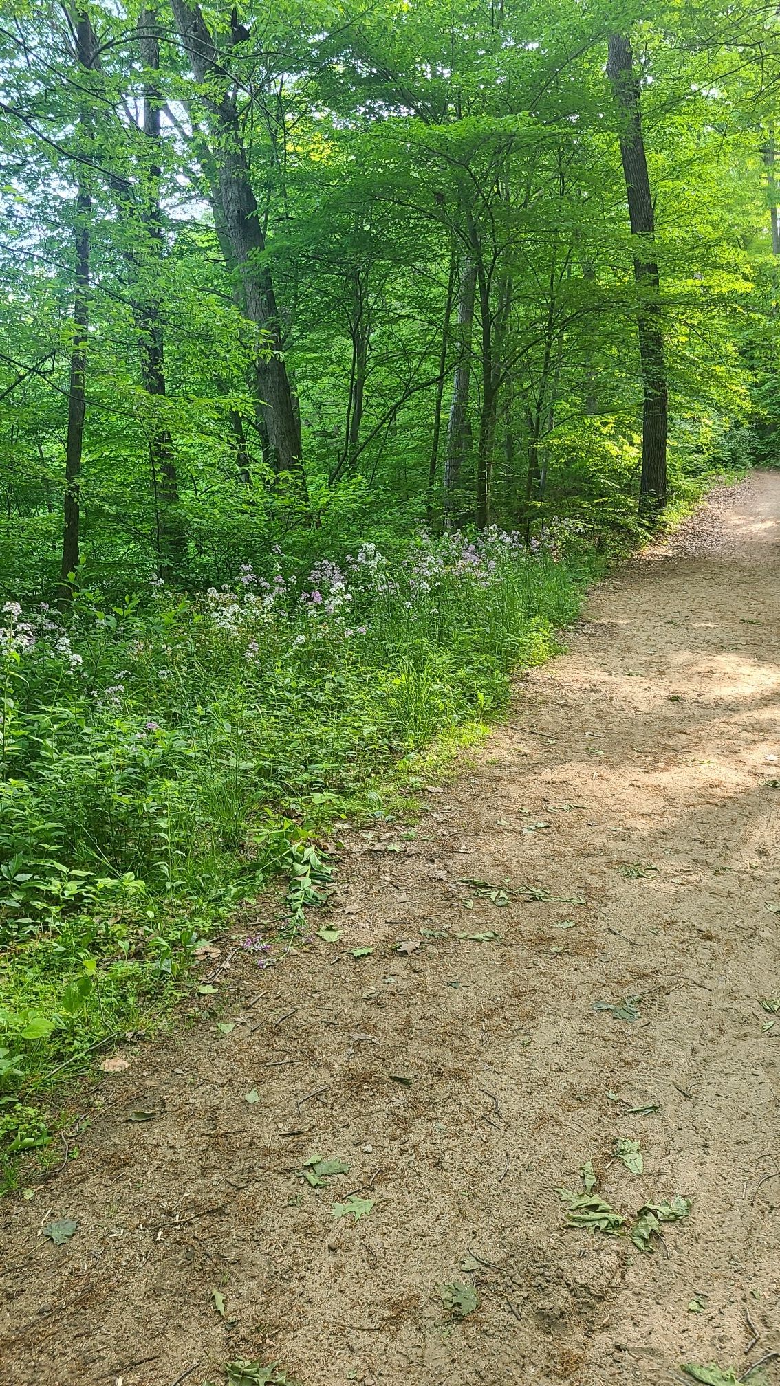 Dirt path winding through a vibrant green forest with wildflowers. - Atwater Loop Trail