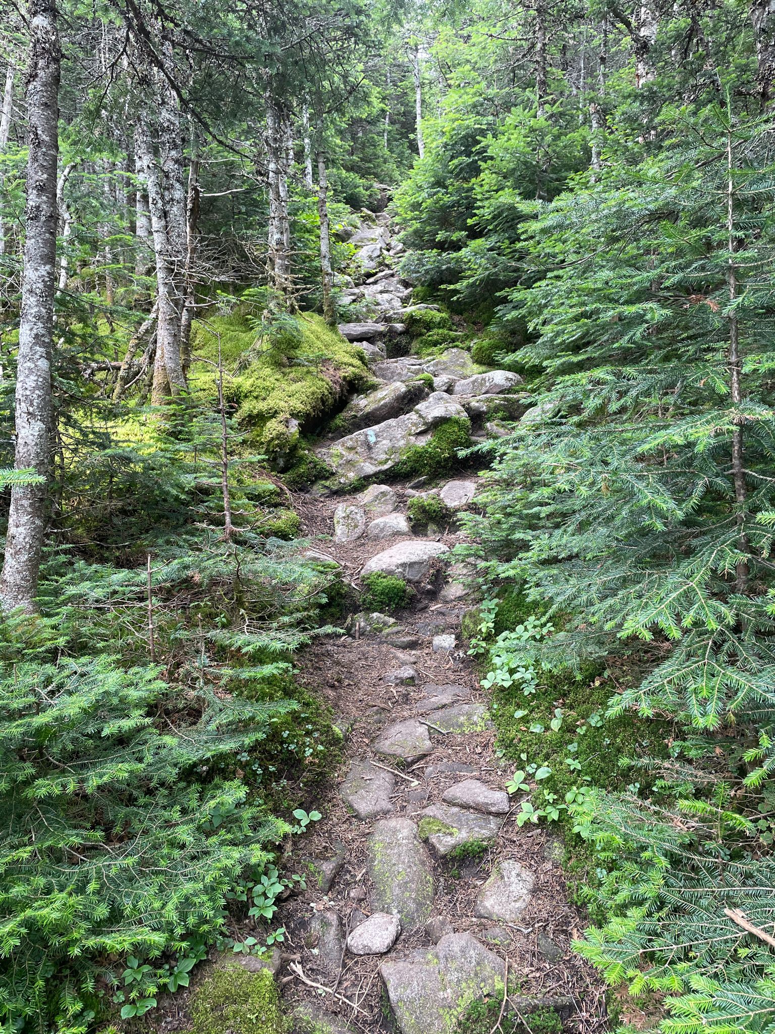 A rocky, mossy trail ascends through a dense, green forest under overcast skies. - Spaulding Mountain via Mount Abraham and Appalachian Trail
