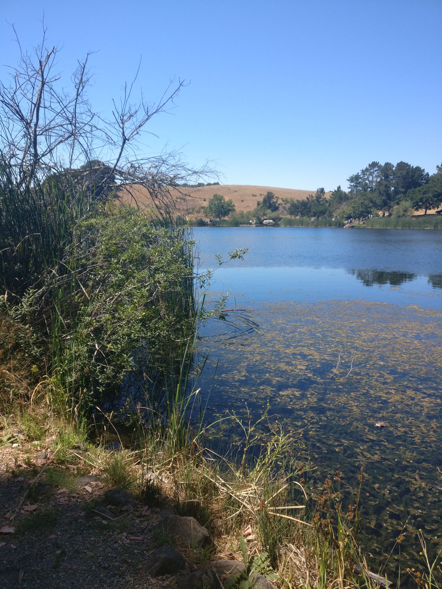 Clear lake with aquatic plants, surrounded by tall grass and trees under a sunny sky. - Boronda Lake – Foothills Nature Preserve loop from Enid Pearson-Arastradero Preserve