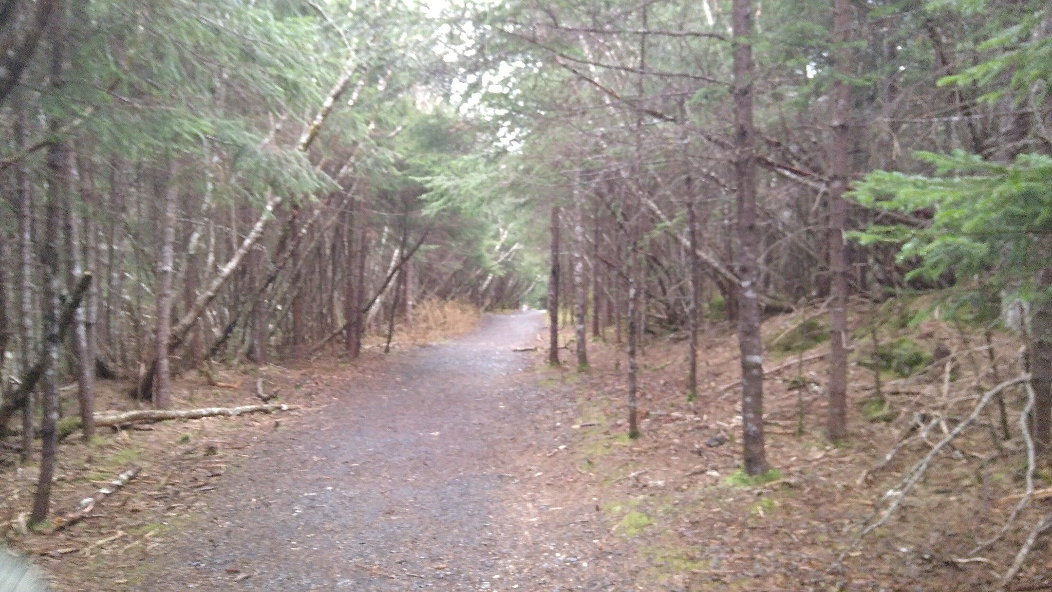Gravel path winds through a dense, narrow forest on an overcast day. - Tonsina Creek Trail