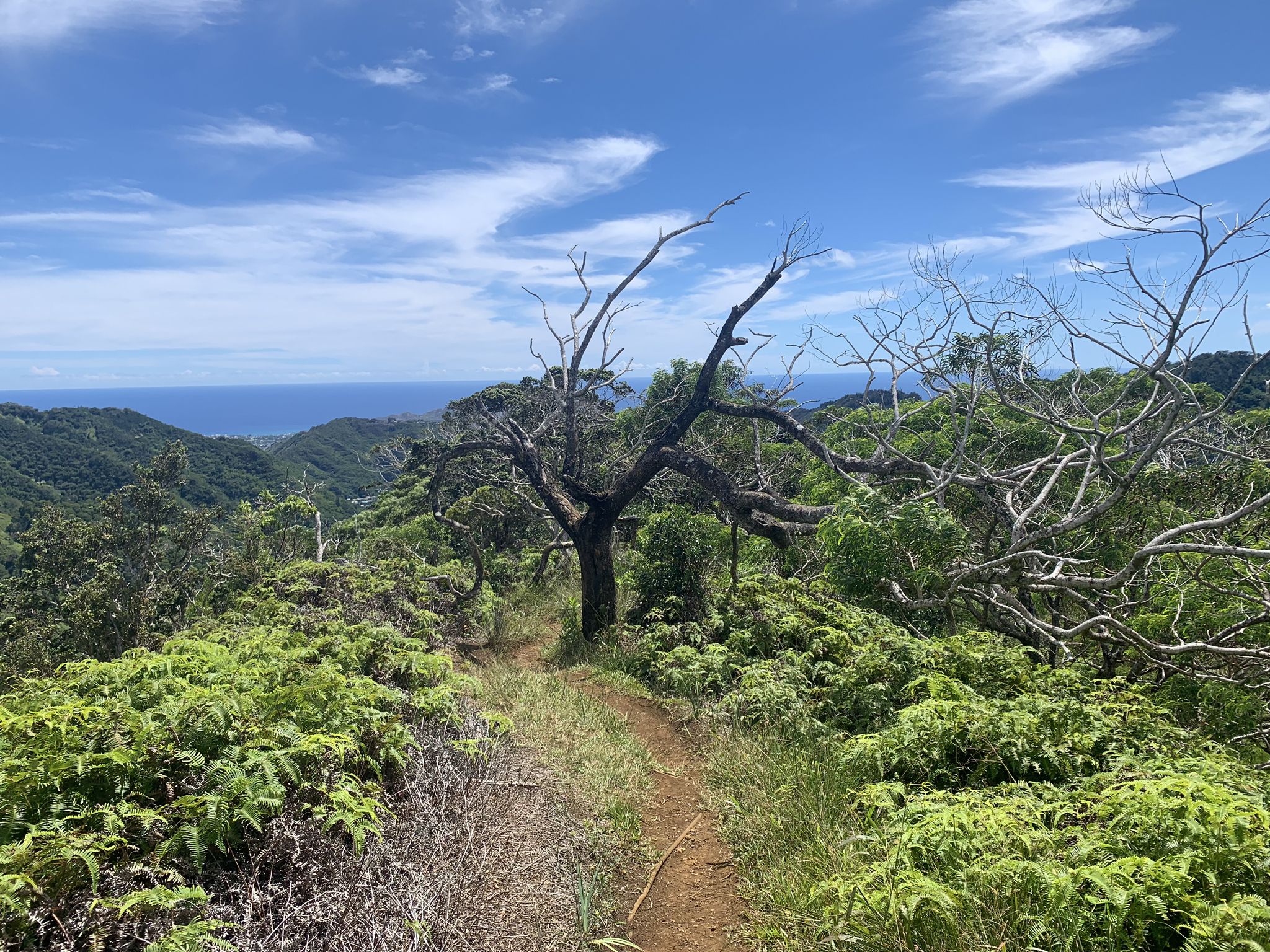 Dirt path leads to a gnarled tree on a ridge, ocean in distance. - Ka'au Crater Trail