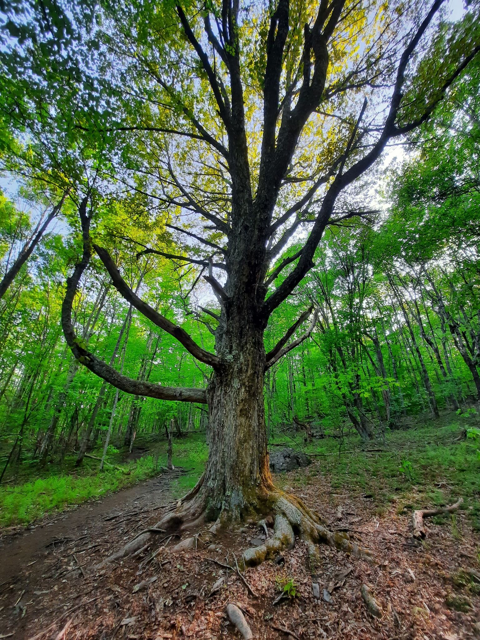 Large tree with exposed roots on a forest path, bright sunlight. - Scales and Appalachian Loop Trail