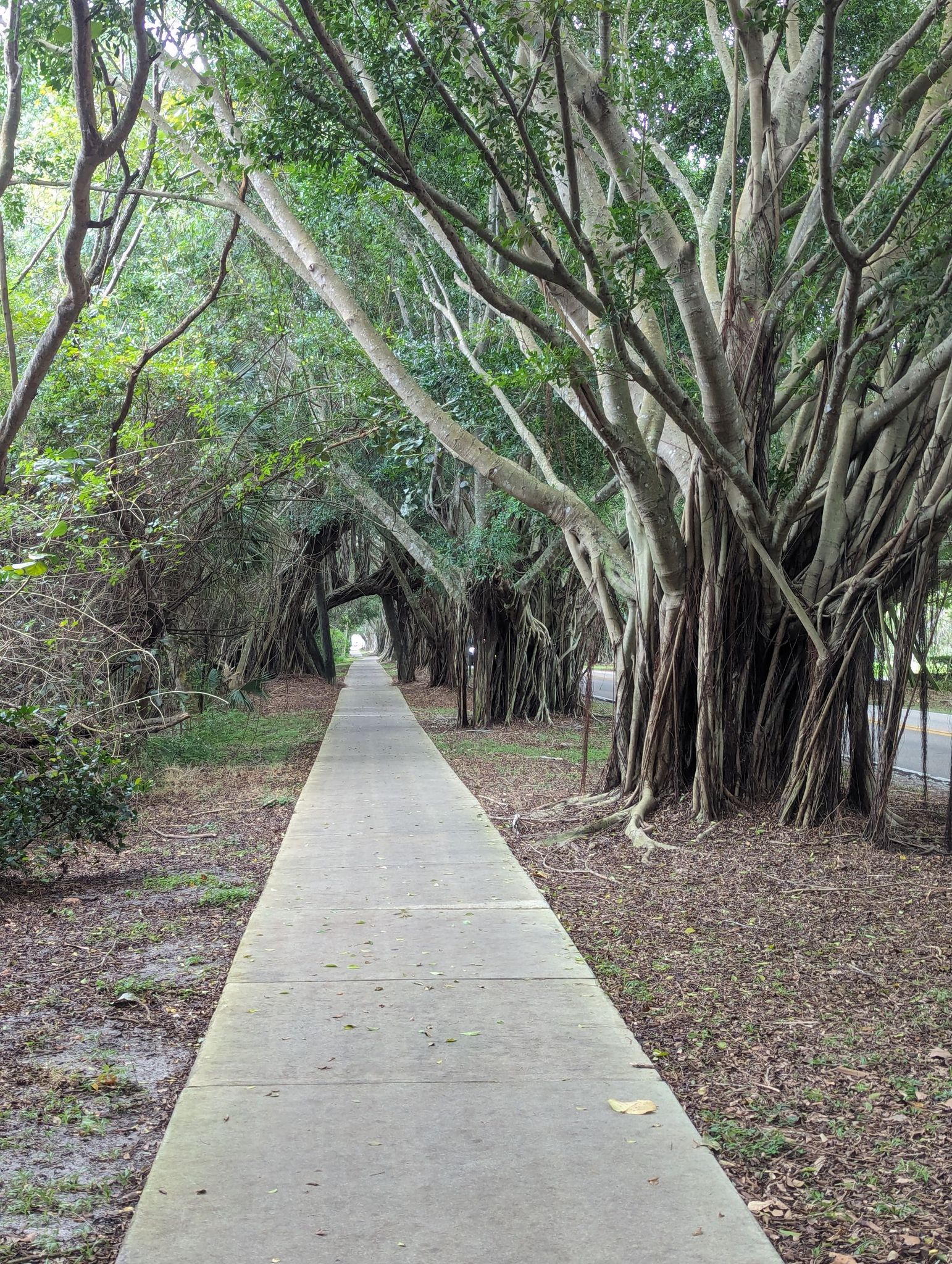 A long, straight sidewalk is shaded by large trees with sprawling roots. - Blowing Rocks Preserve – Blowing Rocks Park loop from Hobe Sound