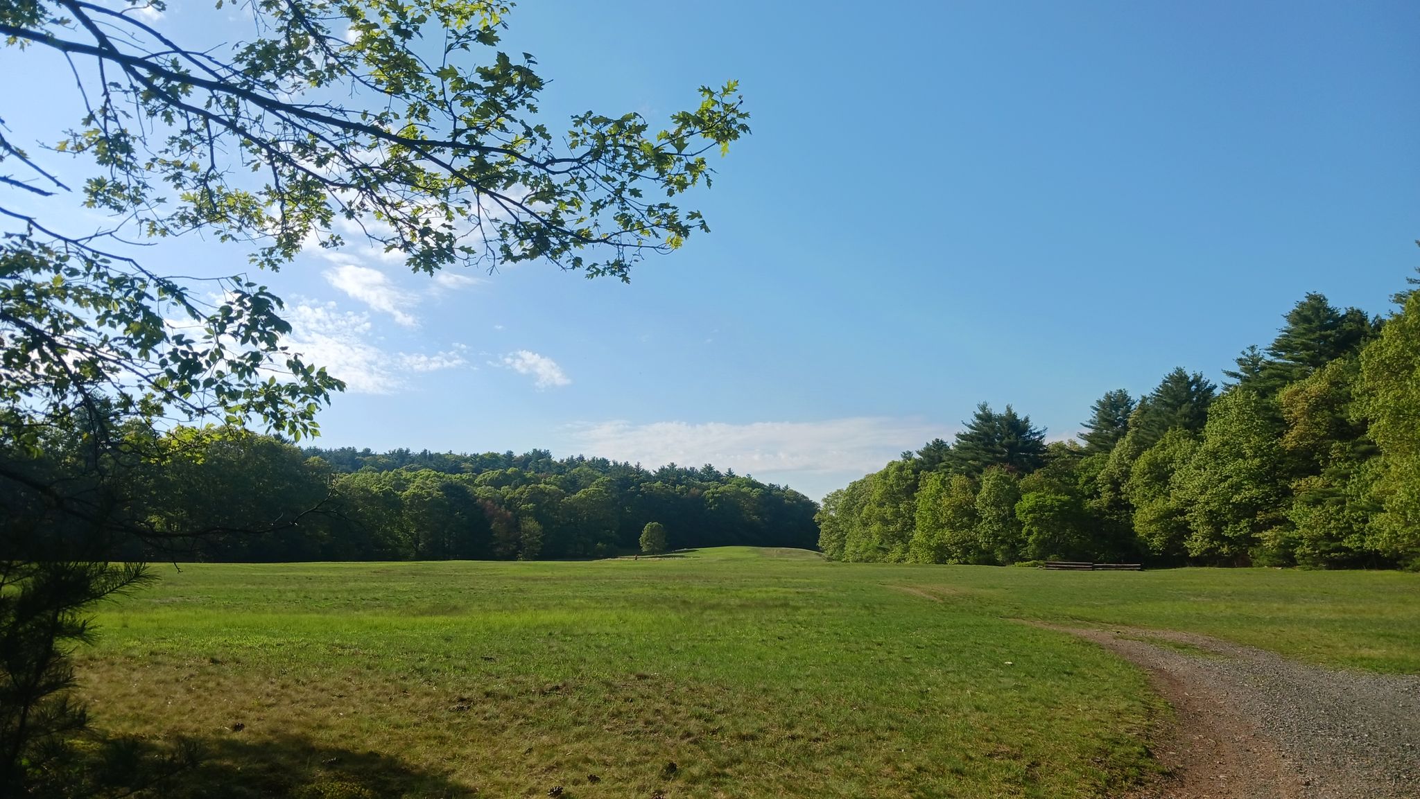Sunny open field bordered by lush green forest under a blue sky. - Bridge – Topsfield Linear Common loop from Appleton Farms