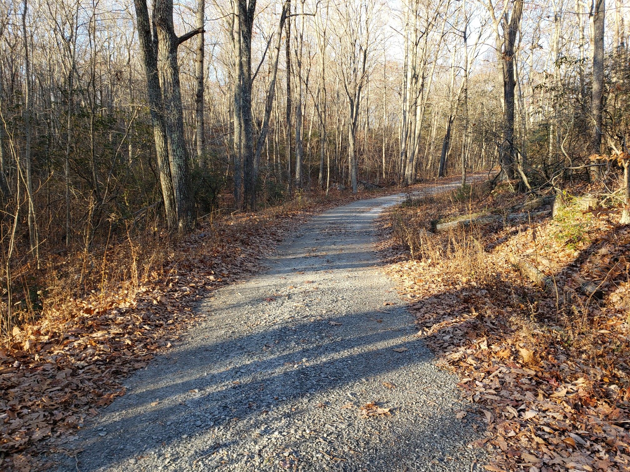 A sunlit gravel path winds through a bare winter forest with fallen leaves. - Richard H. Goodwin Trail