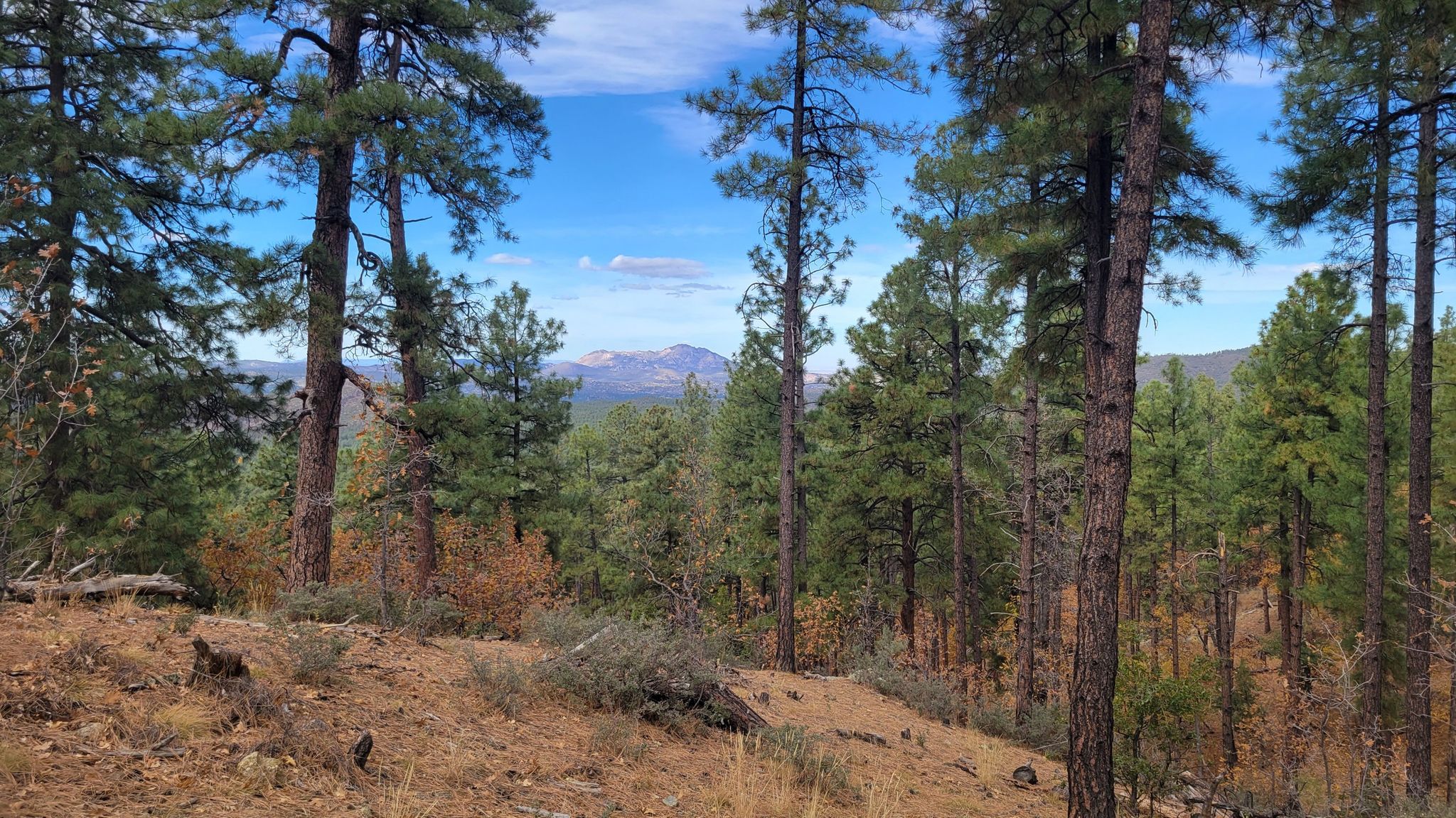 Dense pine forest with distant mountains under a partly cloudy sky. - Spruce Mountain via 307 Trail