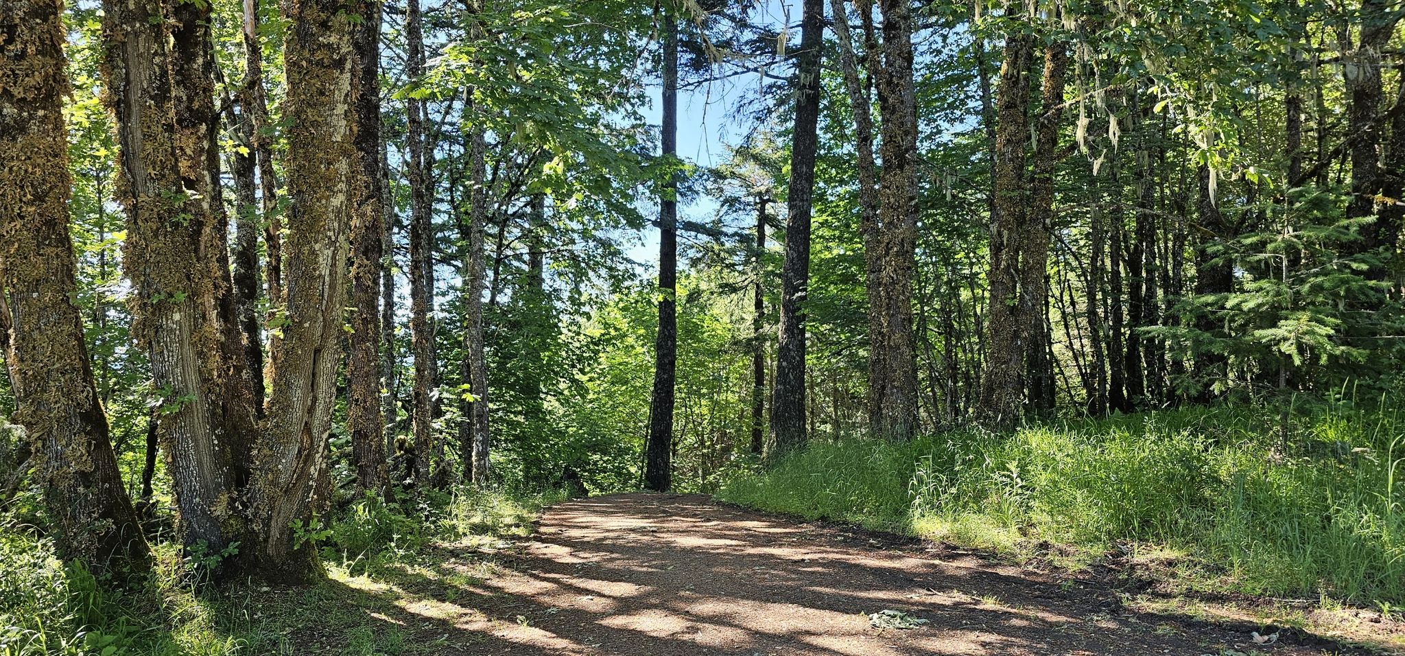 Sunny dirt path winding through a dense green forest. - Daves Road 580 – Dimple Hill loop from Brandis Natural Area