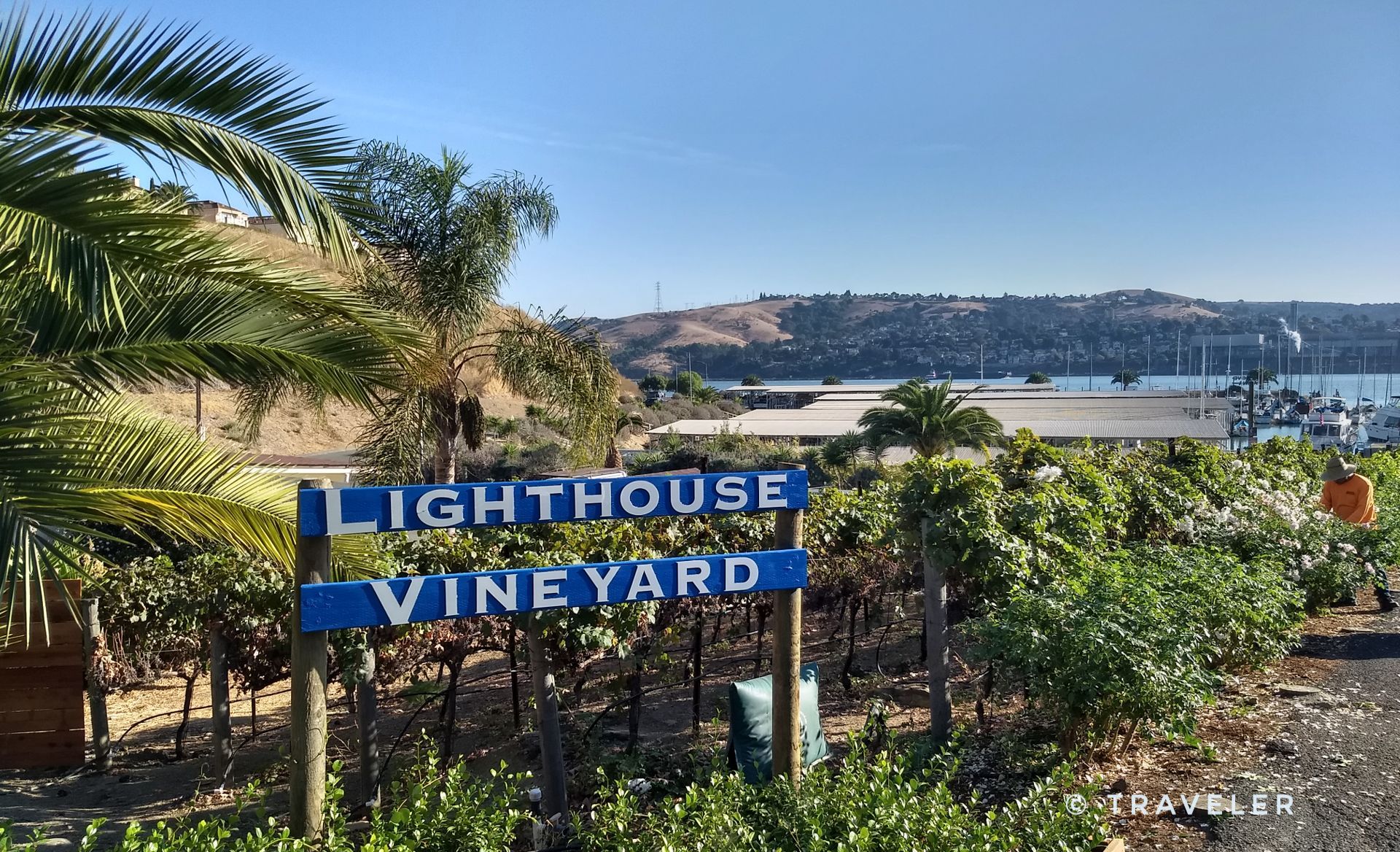 A vineyard sign and palm trees with a person working in rows. - San Francisco Bay Trail: Glen Cove to Marina