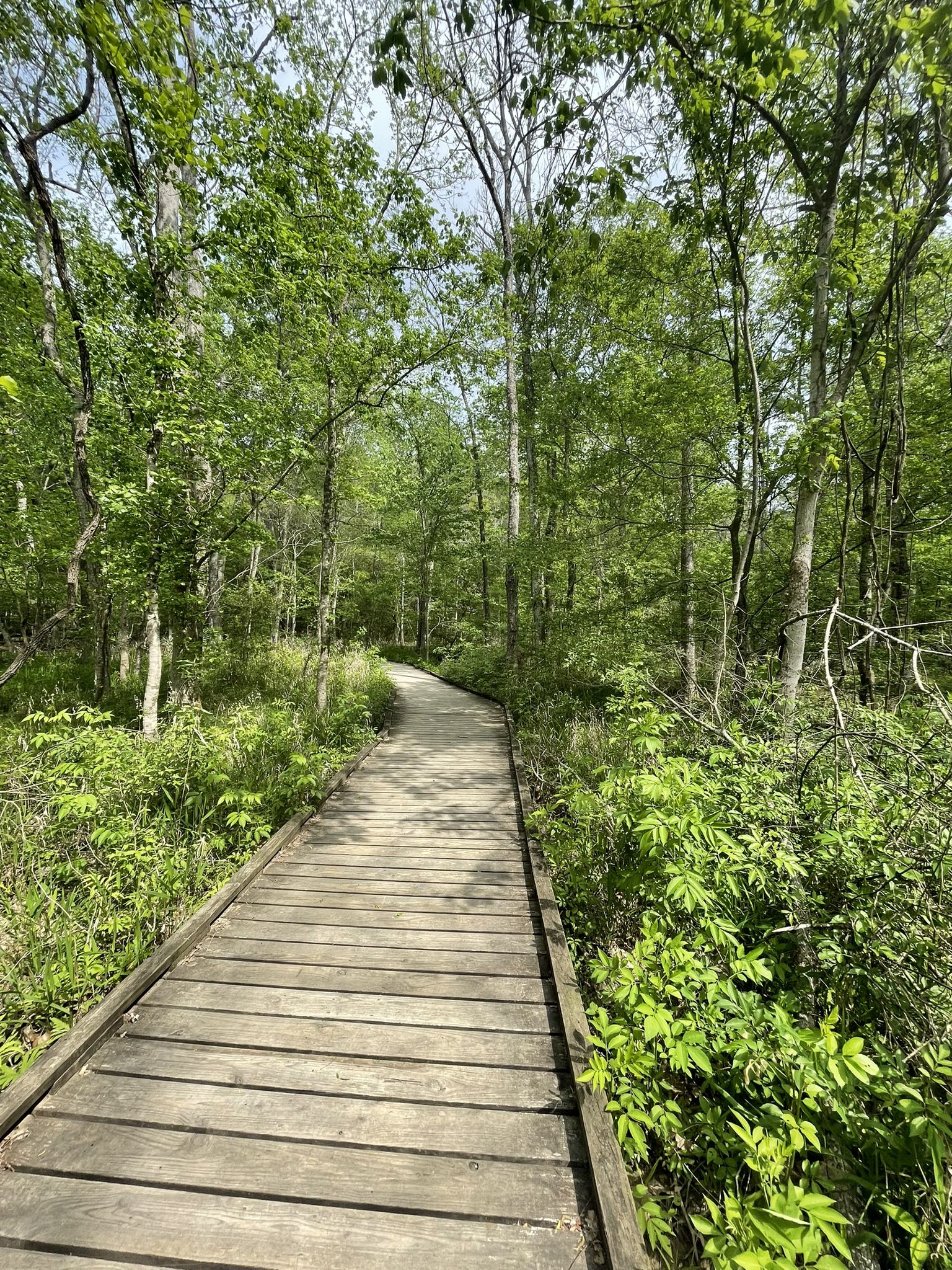 A wooden boardwalk path winds through a vibrant green, sunlit forest. - Triple C Trail