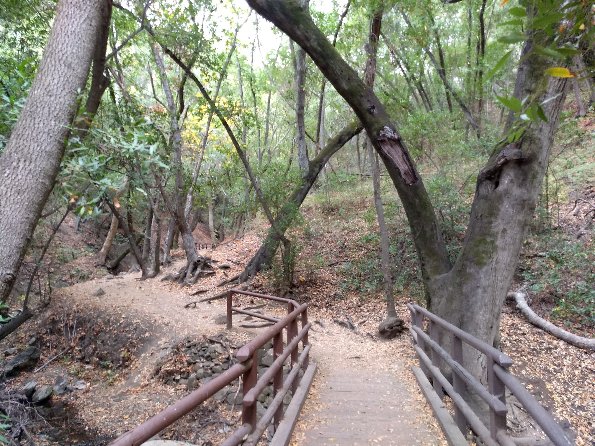 A shaded dirt path leads to a wooden bridge in a dense forest. - Nojoqui Falls Trail