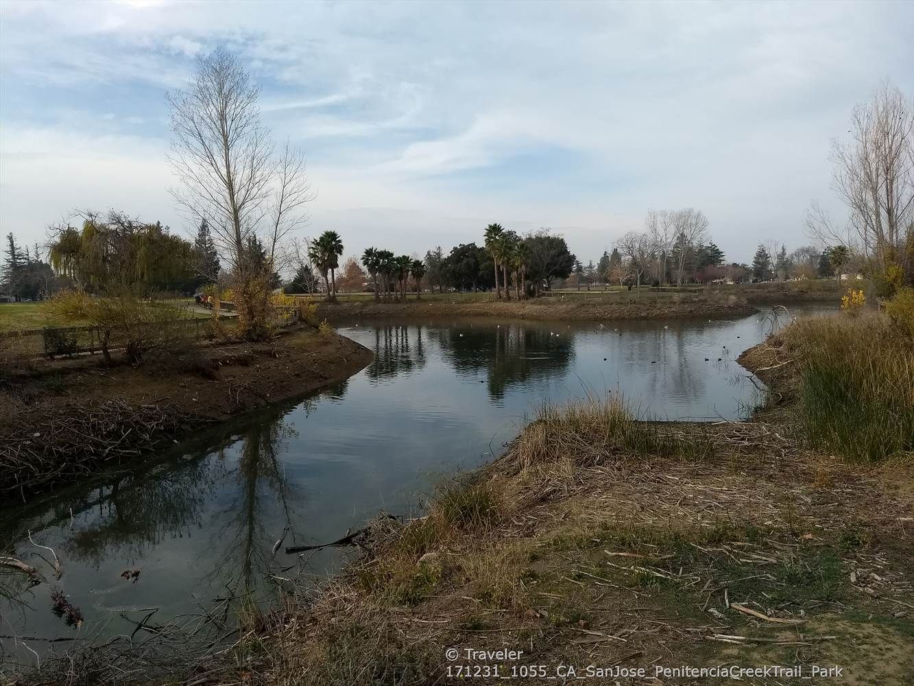 Calm pond reflecting bare trees under a cloudy sky, surrounded by grass. - Penitencia Creek Park Loop