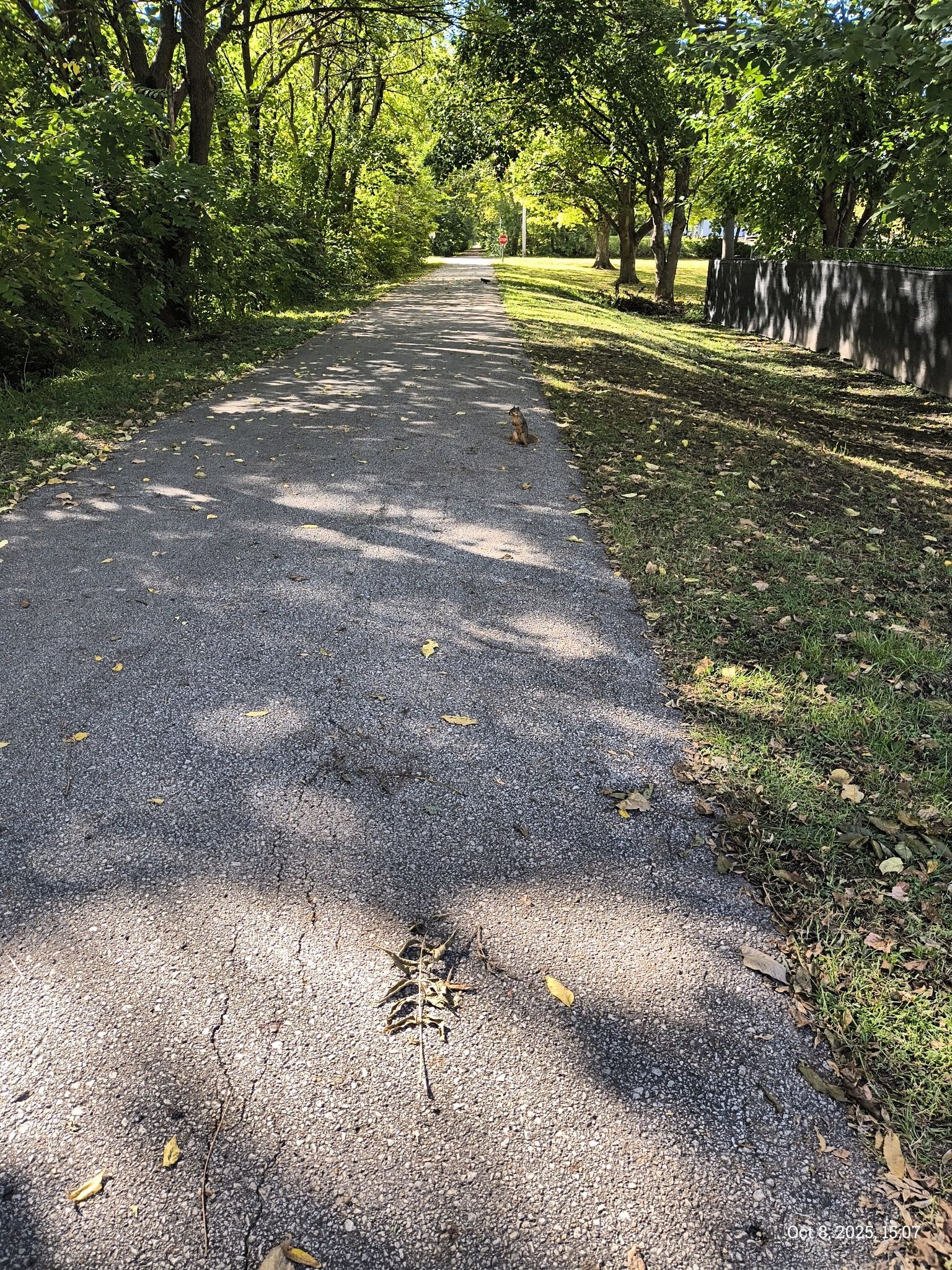 Paved path winding through sunlit trees and grass on a bright day. - Raccoon River Valley Trail Loop