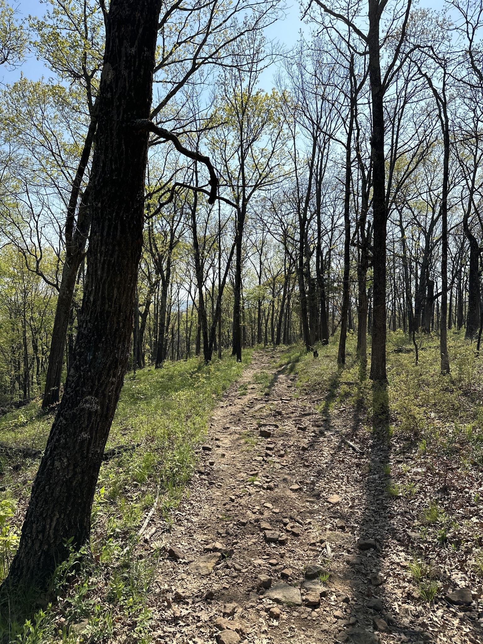 Rocky dirt path winding through a sunlit forest with tall, bare trees. - Butterfield Hiking Trail