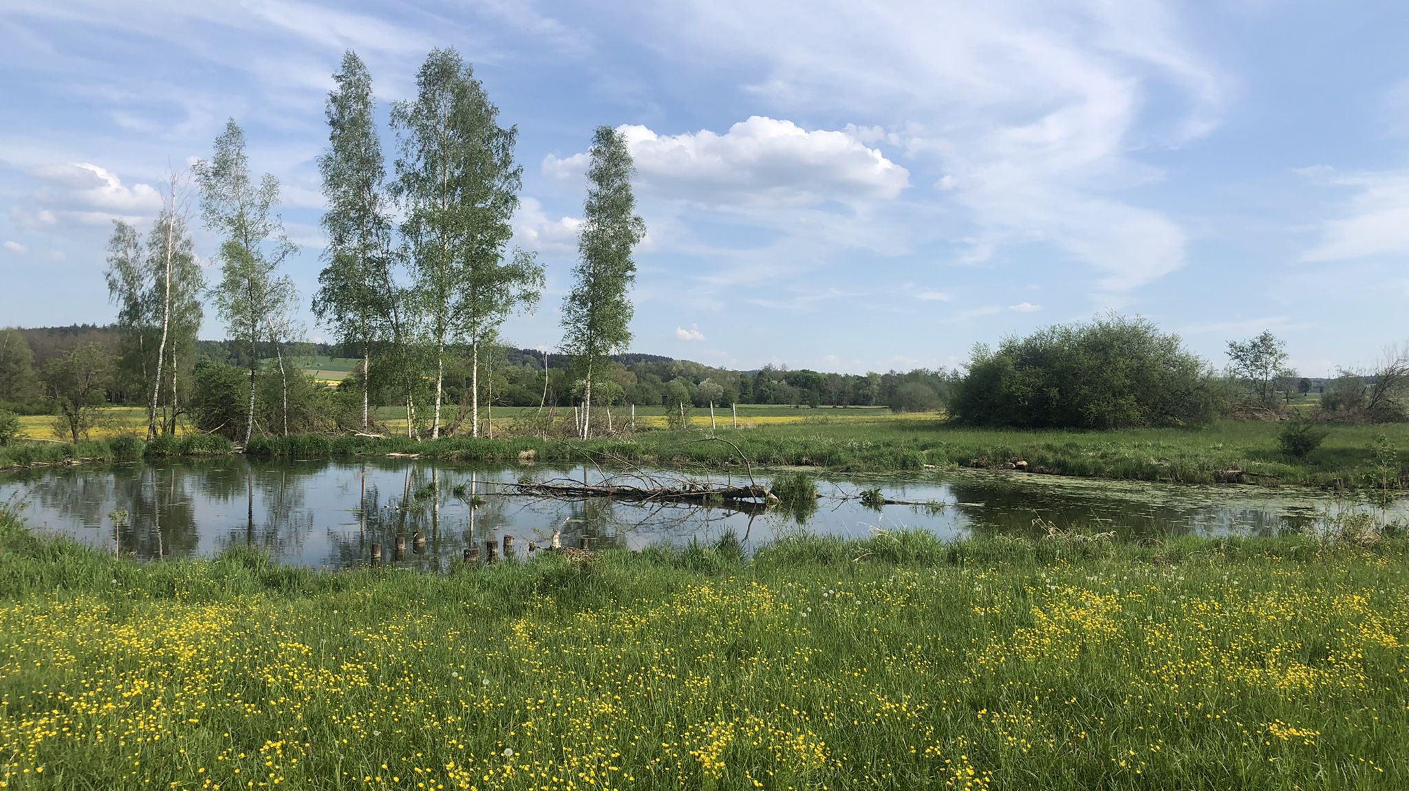 Froschreicher Tümpel bei Egenhofen im Kammeltal