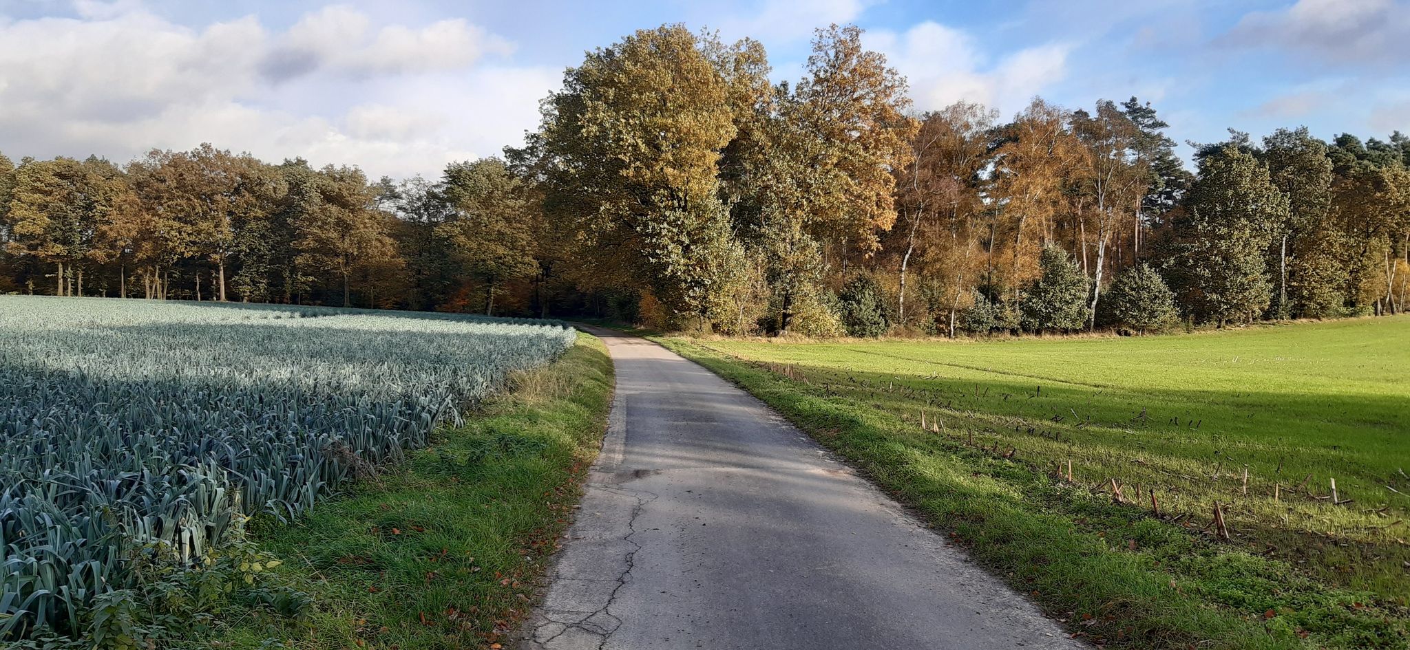 Schöne Lanschaft mit Porree-Feld