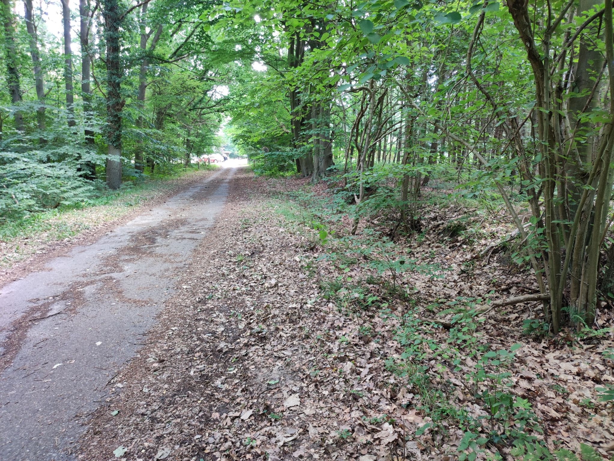 Der Grenzgraben neben dem Weg trennt die Rostocker Heide (rechts) von der früheren Fürstlichen Heide links