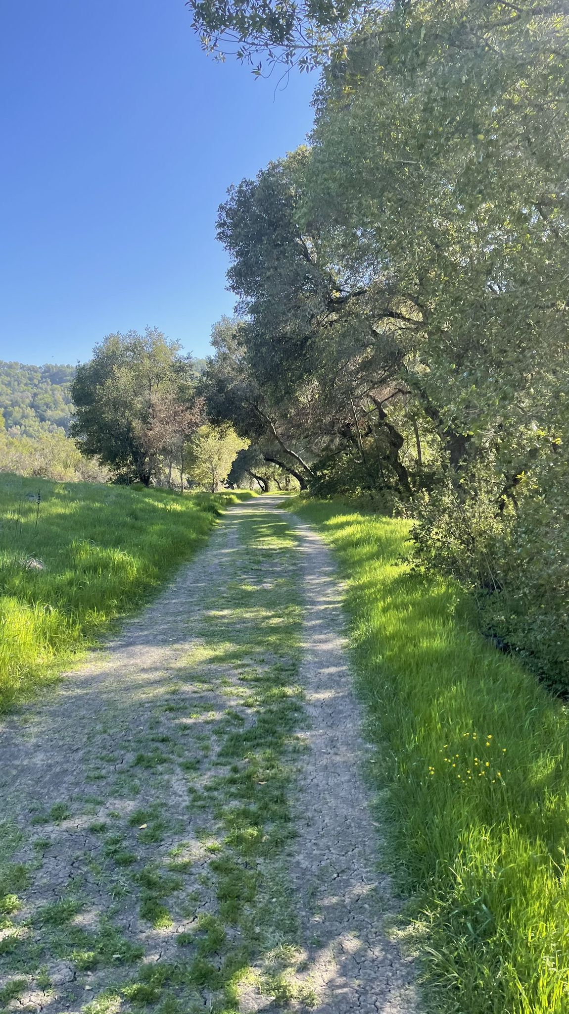 Sunny dirt path winding through vibrant green grass and trees. - Oursan Trail to Hampton Trail