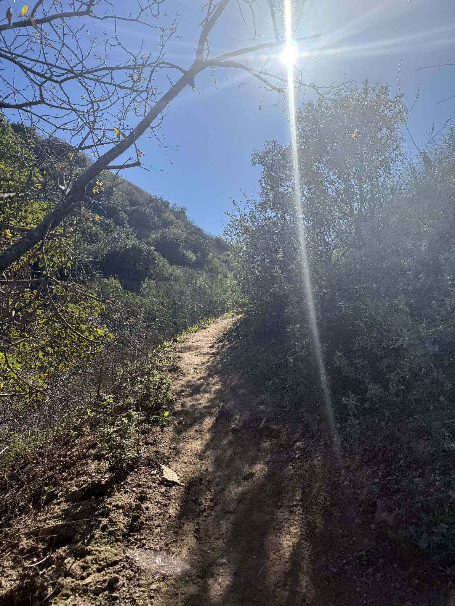 A narrow dirt trail through a lush green hillside with bright sun overhead. - Little Canyon Loop