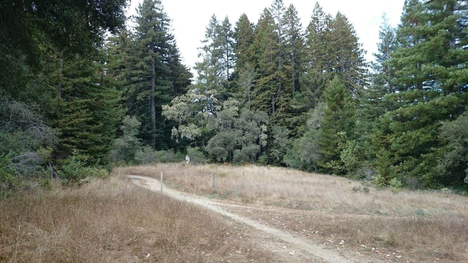 Dirt path through dry grass, leading to a dense forest under a bright sky. - Red Mailbox and Wally World Loop
