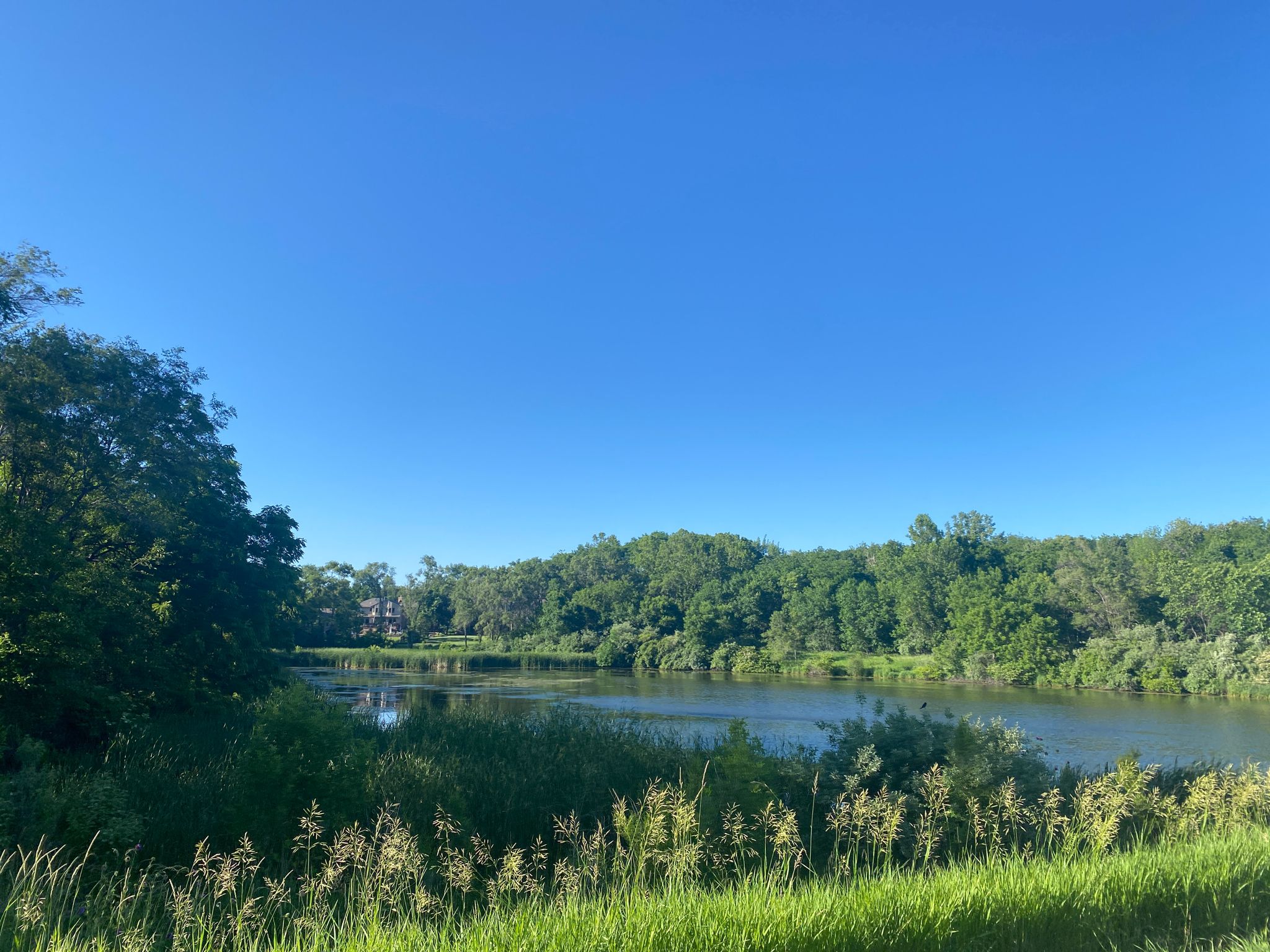 Clear blue sky over a calm lake surrounded by dense green trees. - West Papio Creek Bridge – Zorinsky Lake Trail loop from Millard North High School