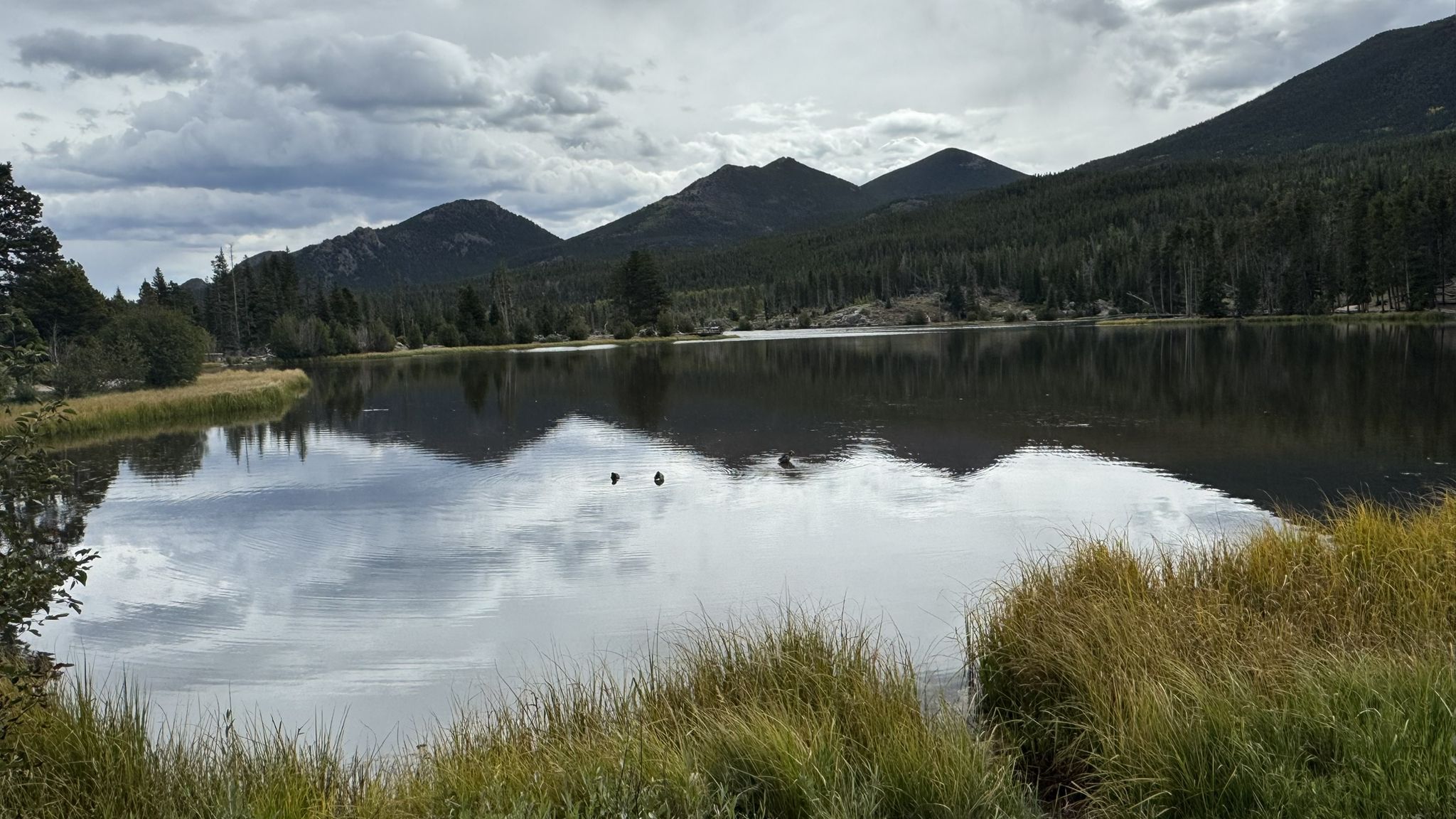 A serene mountain lake reflects cloudy skies and distant forested peaks. Two ducks swim. - Sprague Lake Loop