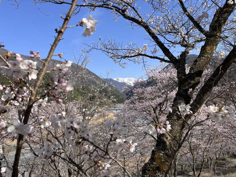 Oshika Akiha Kodo Hanami Tours | Cycling Collection by komoot