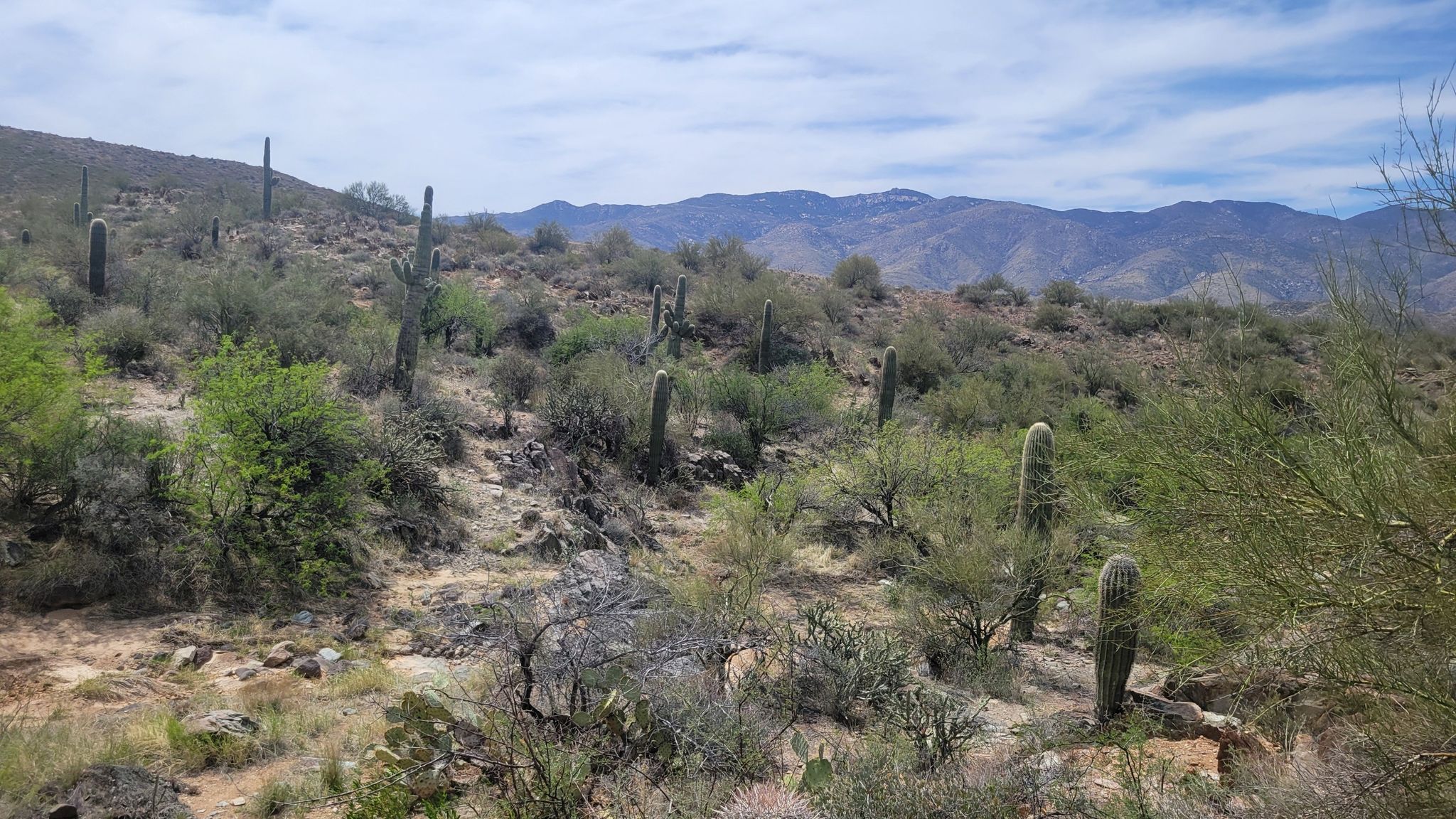 Desert hillside with saguaro cacti, dry brush, and mountains under a cloudy sky. - Turkey Creek and Bumble Bee Road OHV Loop