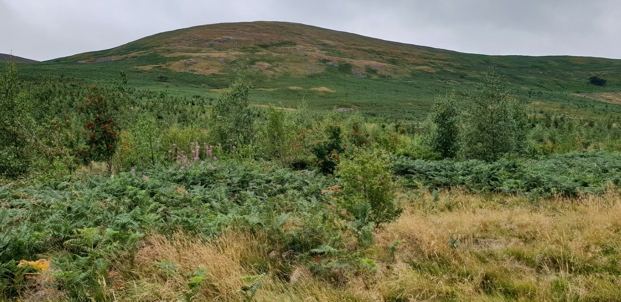 Nr Hethpool....very pretty access land 