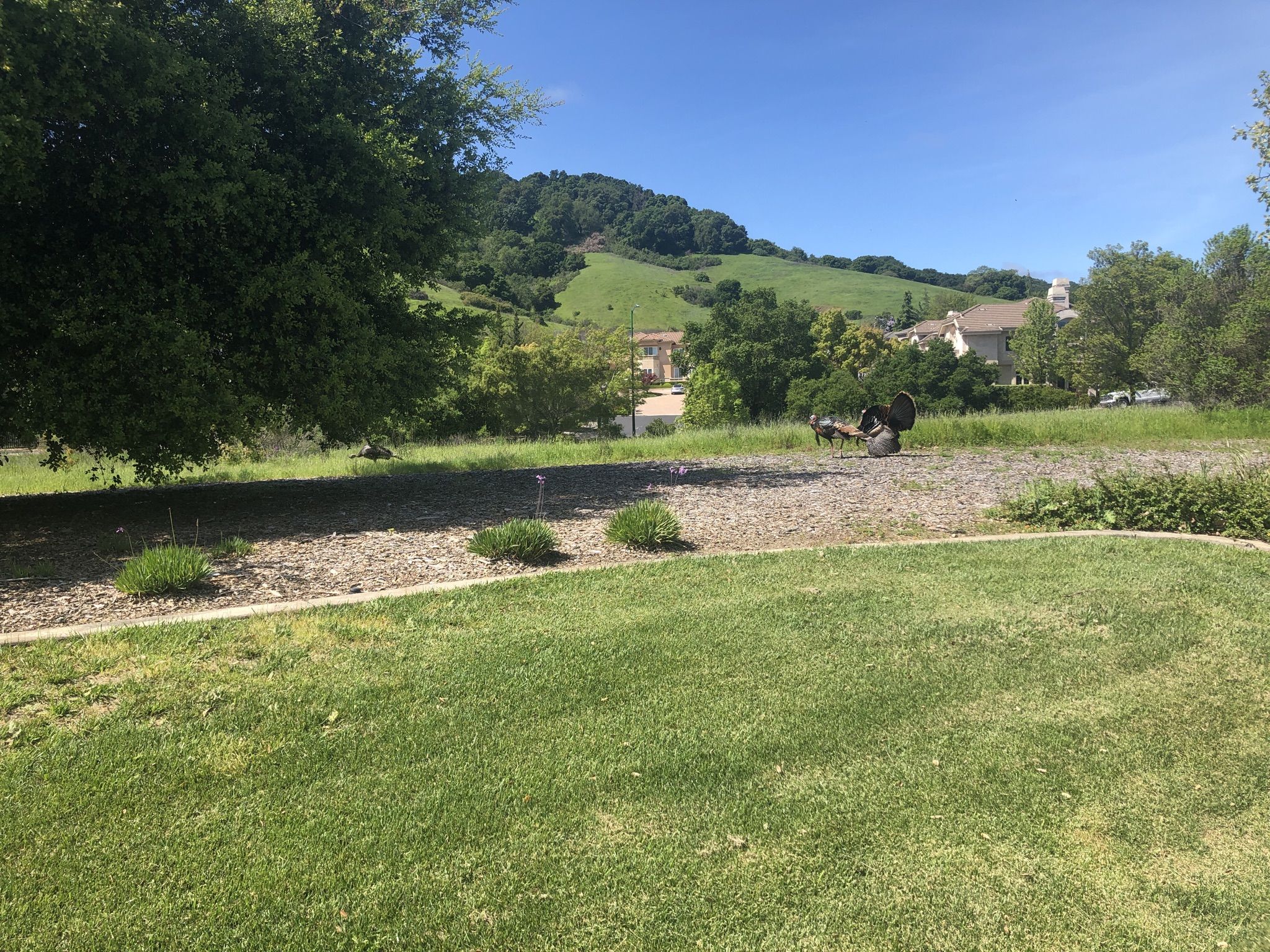 A green lawn and gravel path lead to distant hills and buildings. - Foothill Road — Pleasanton – Pleasanton Ridge Regional Park loop from Castro Valley