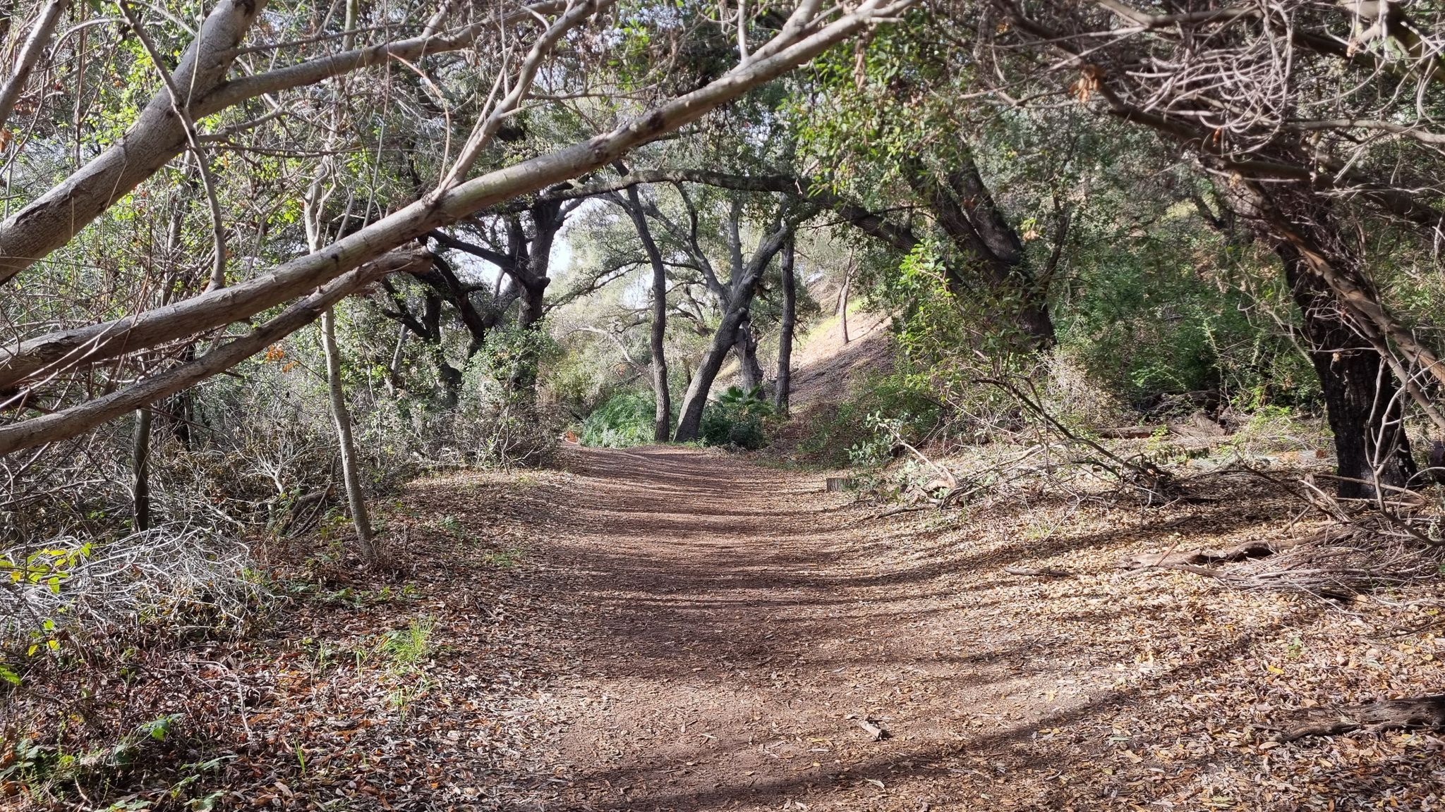 Shaded dirt path winding through dense trees with dappled sunlight. - Borrego Canyon Trail