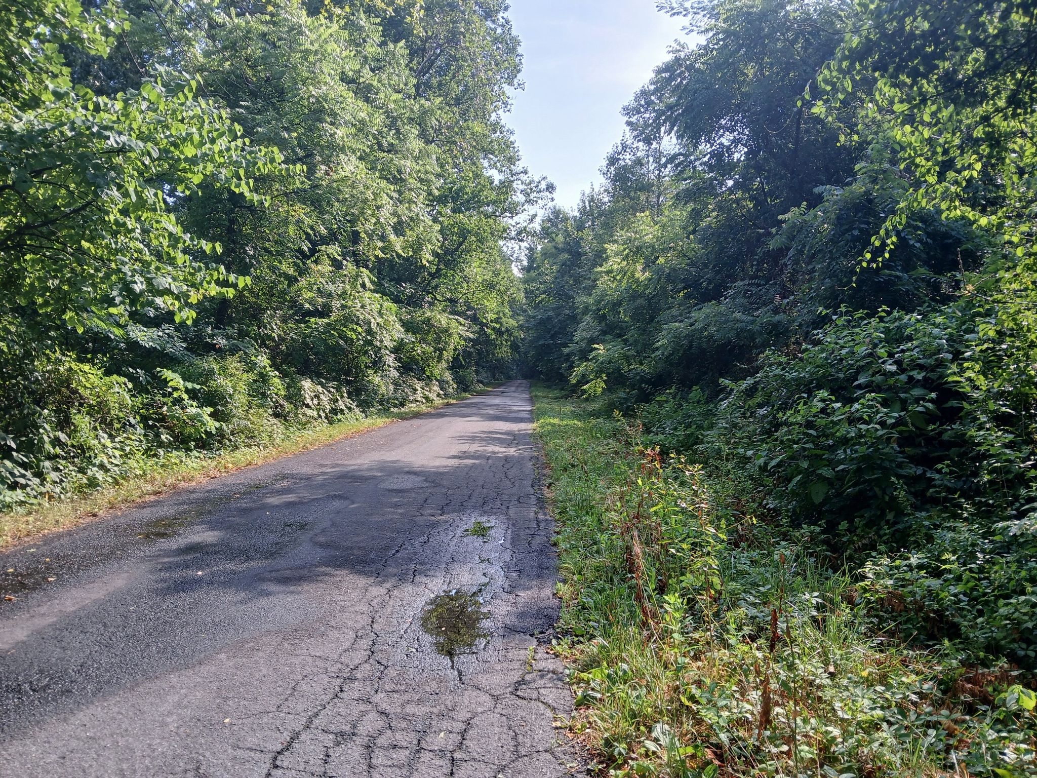 A cracked asphalt road winds through dense green forest on a sunny day. - Charlottesville loop