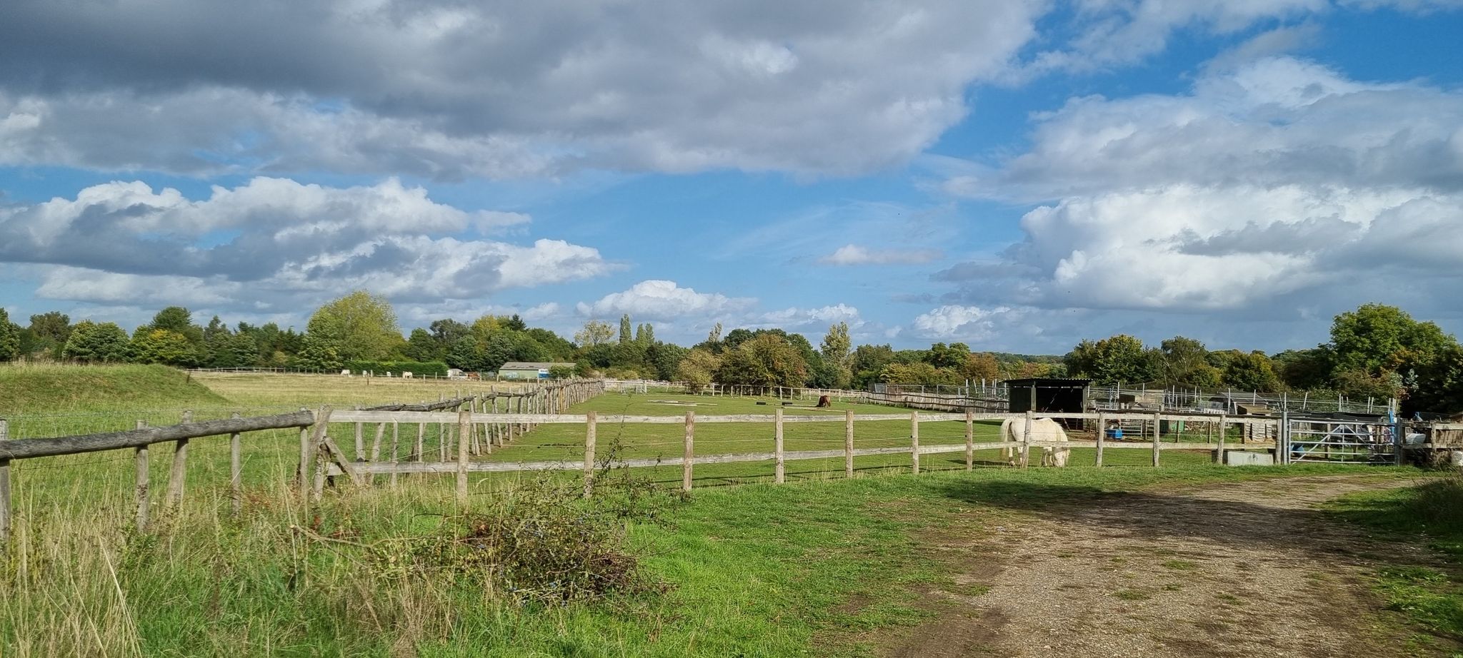 horses