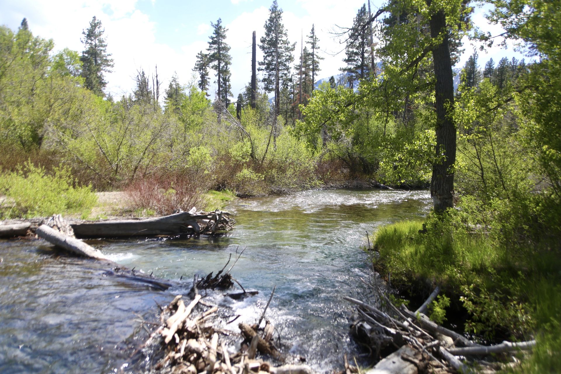 Rushing river with fallen logs, surrounded by vibrant green forest. - Rainbow Trail