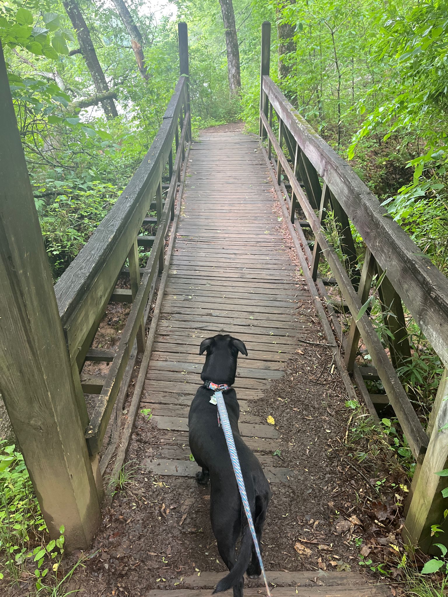 A black dog on a leash walks up a wooden bridge in a green forest. - Jones Bridge Trail loop from Jones Bridge Park