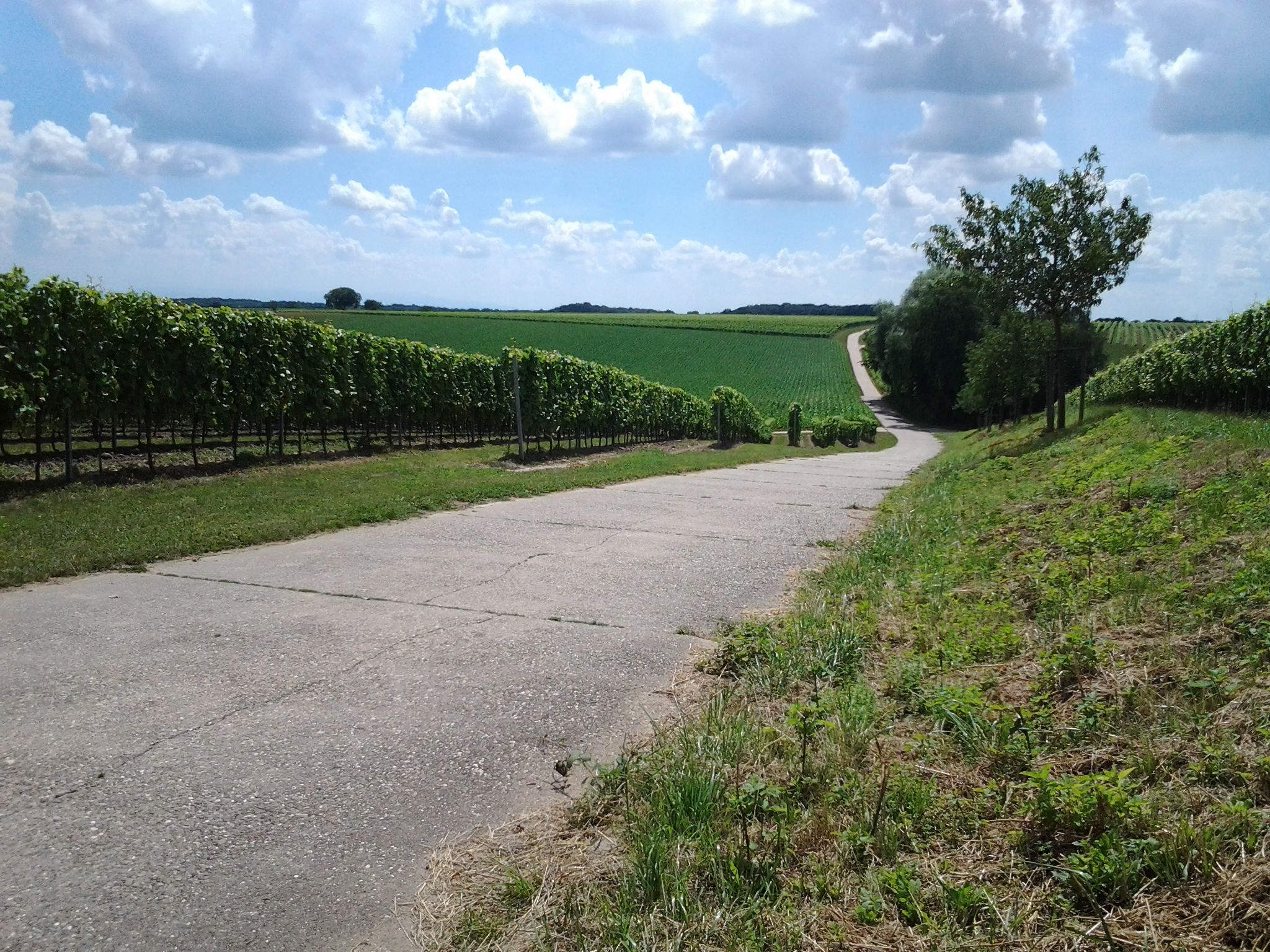 Auf dem Weg zum Weintor