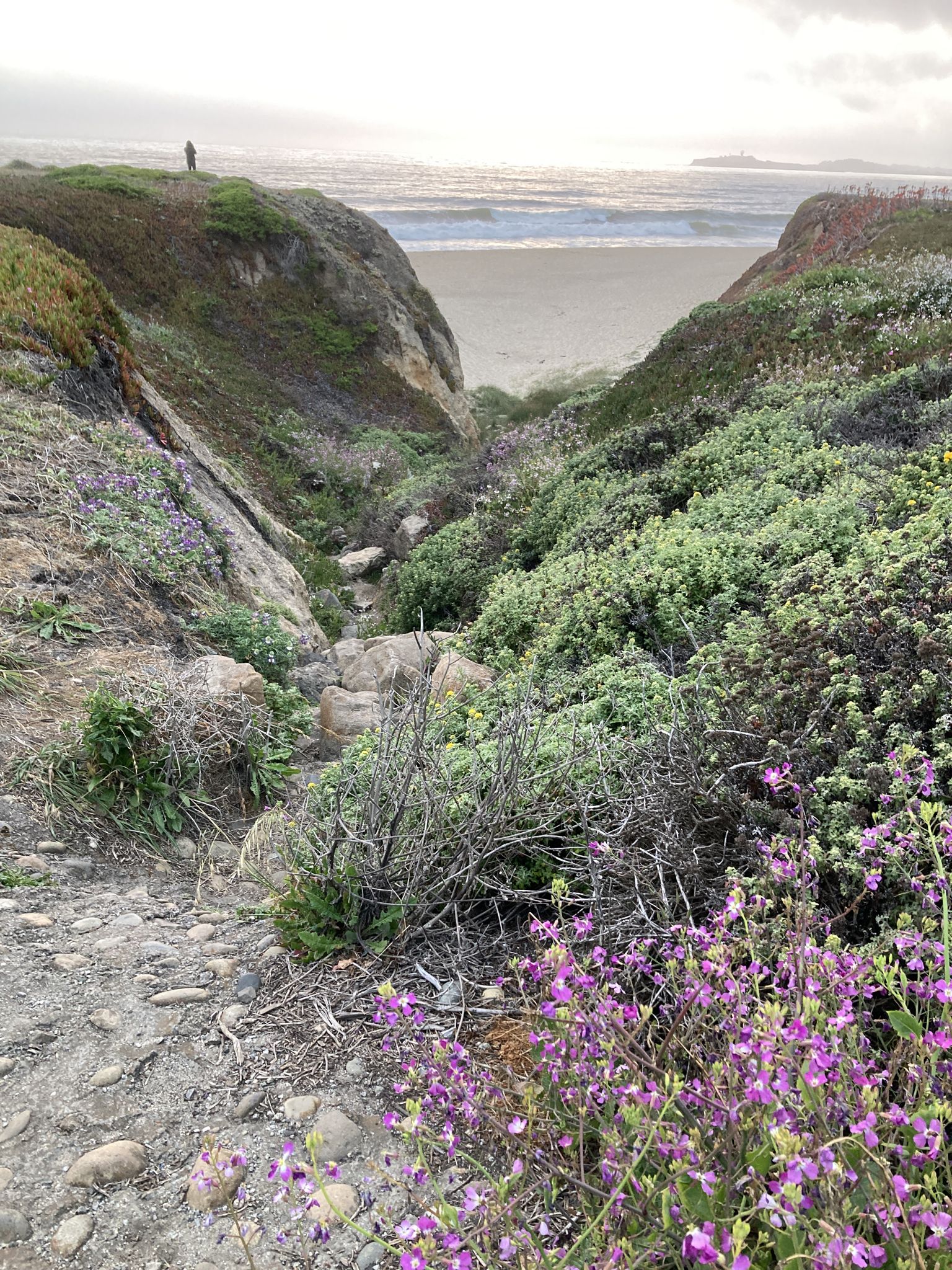 Overcast view of green coastal cliffs, purple flowers, beach, and distant person. - Half Moon Bay Coastal Trail