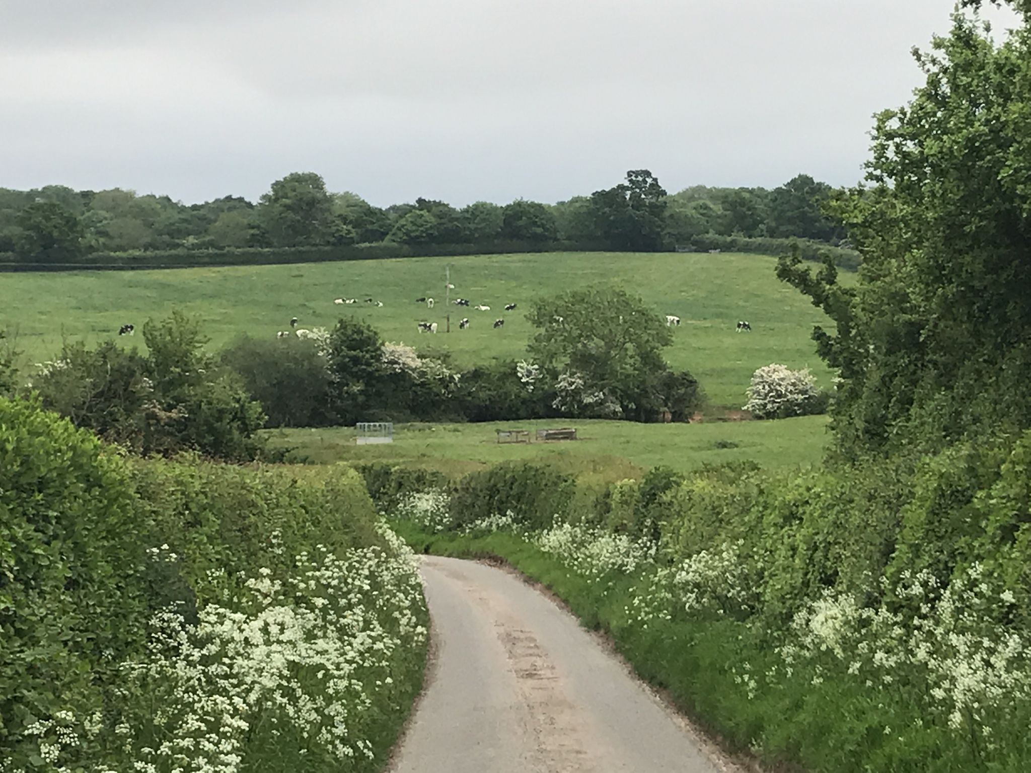 Cow mates