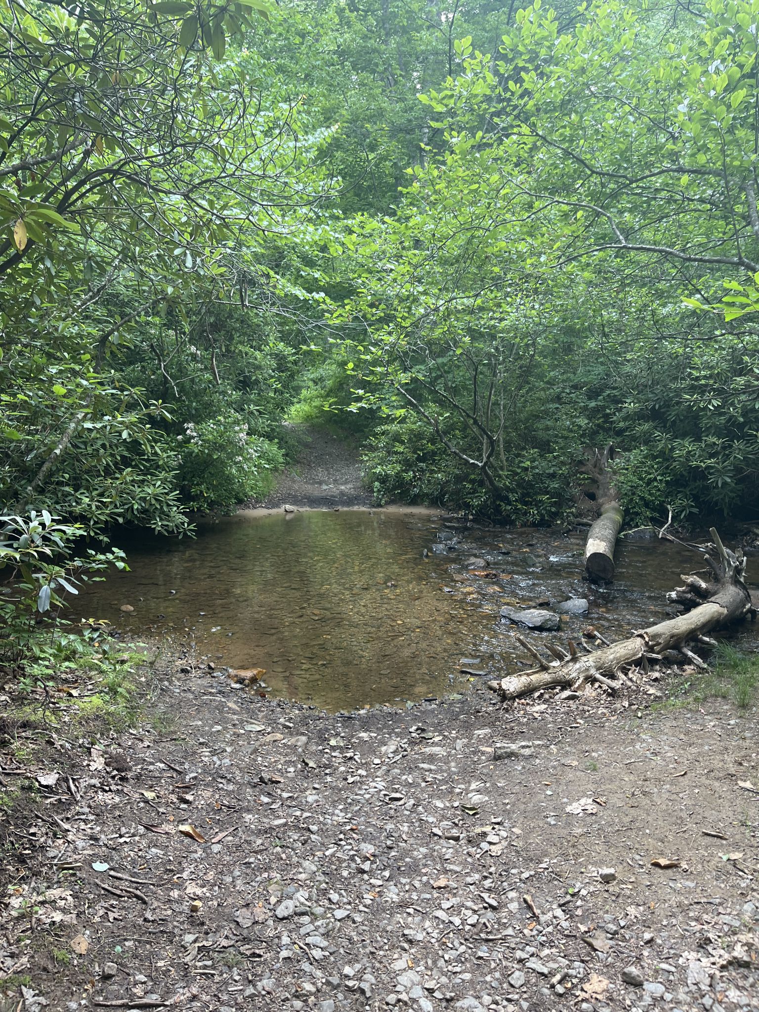 A muddy, water-filled section of a dirt path in a dense green forest. - Bent Creek Experimental Forest – Lake Powhatan loop from Bent Creek