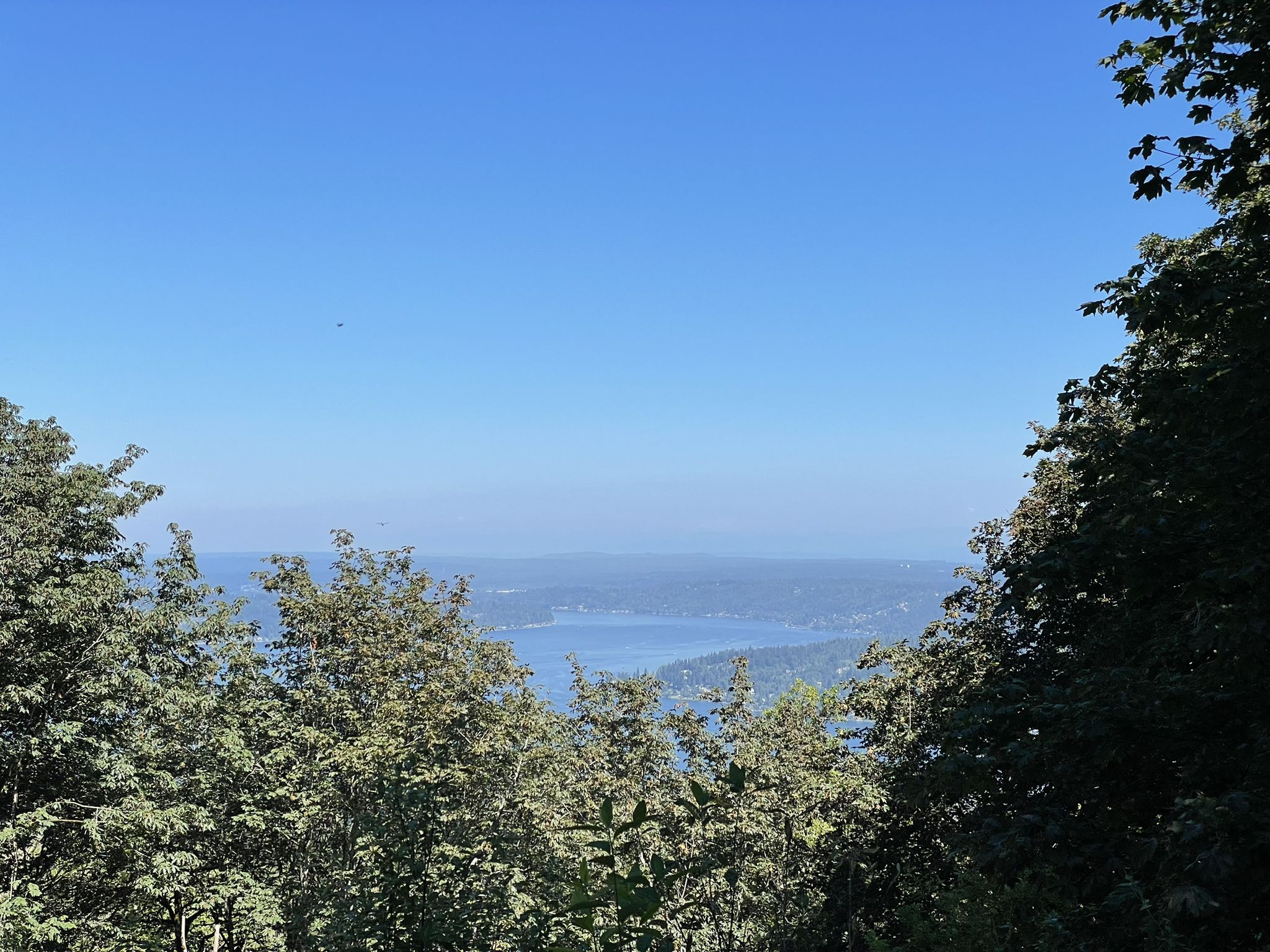 Sunny overlook of a distant lake framed by green trees. - Cougar Mountain Peak – Coal Creek Falls loop from Lake Sammamish State Park
