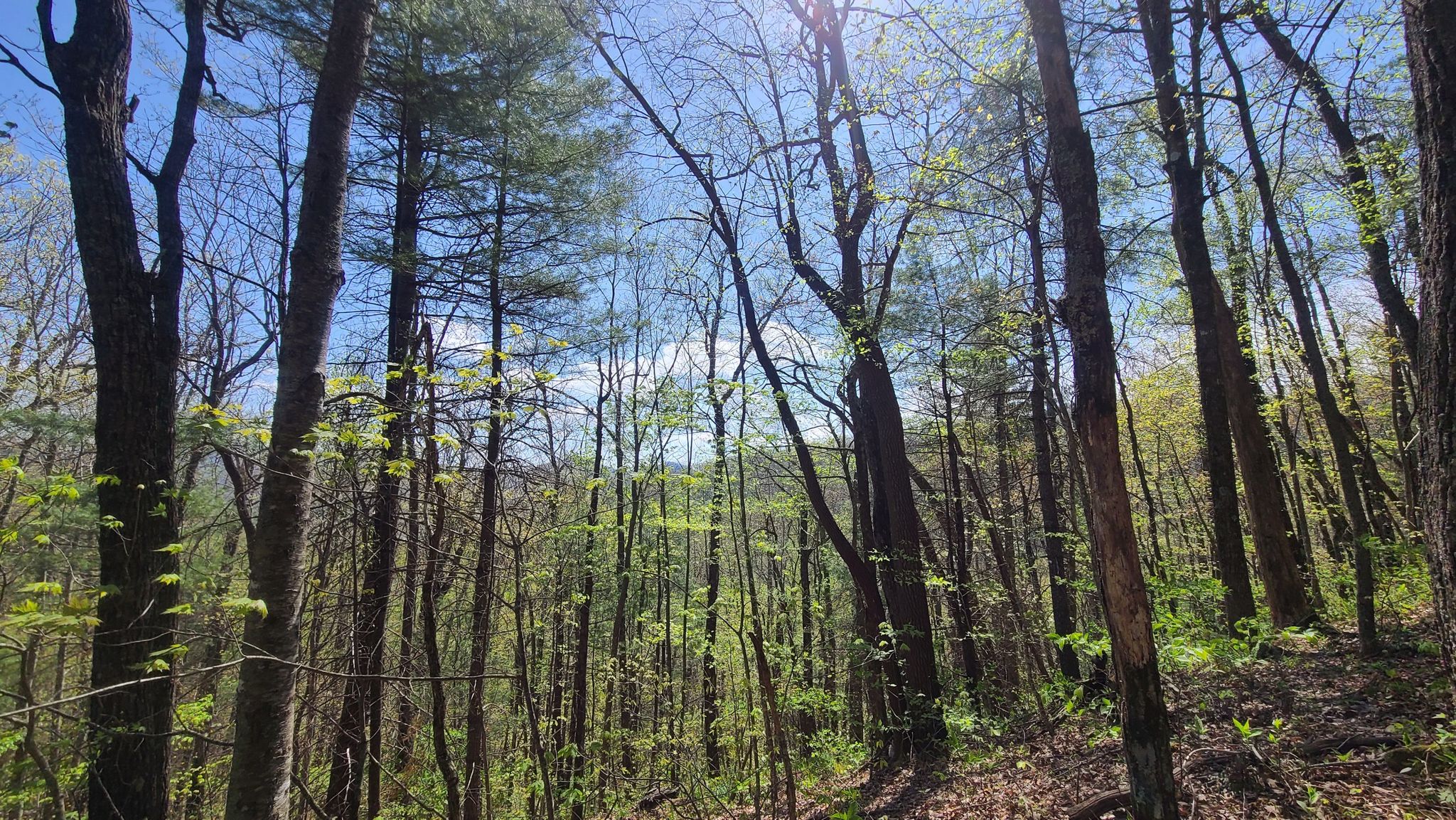 Sun shines through a forest of trees with new spring green leaves. - Trail next to the Greasy Creek loop from Black Rock Mountain State Park