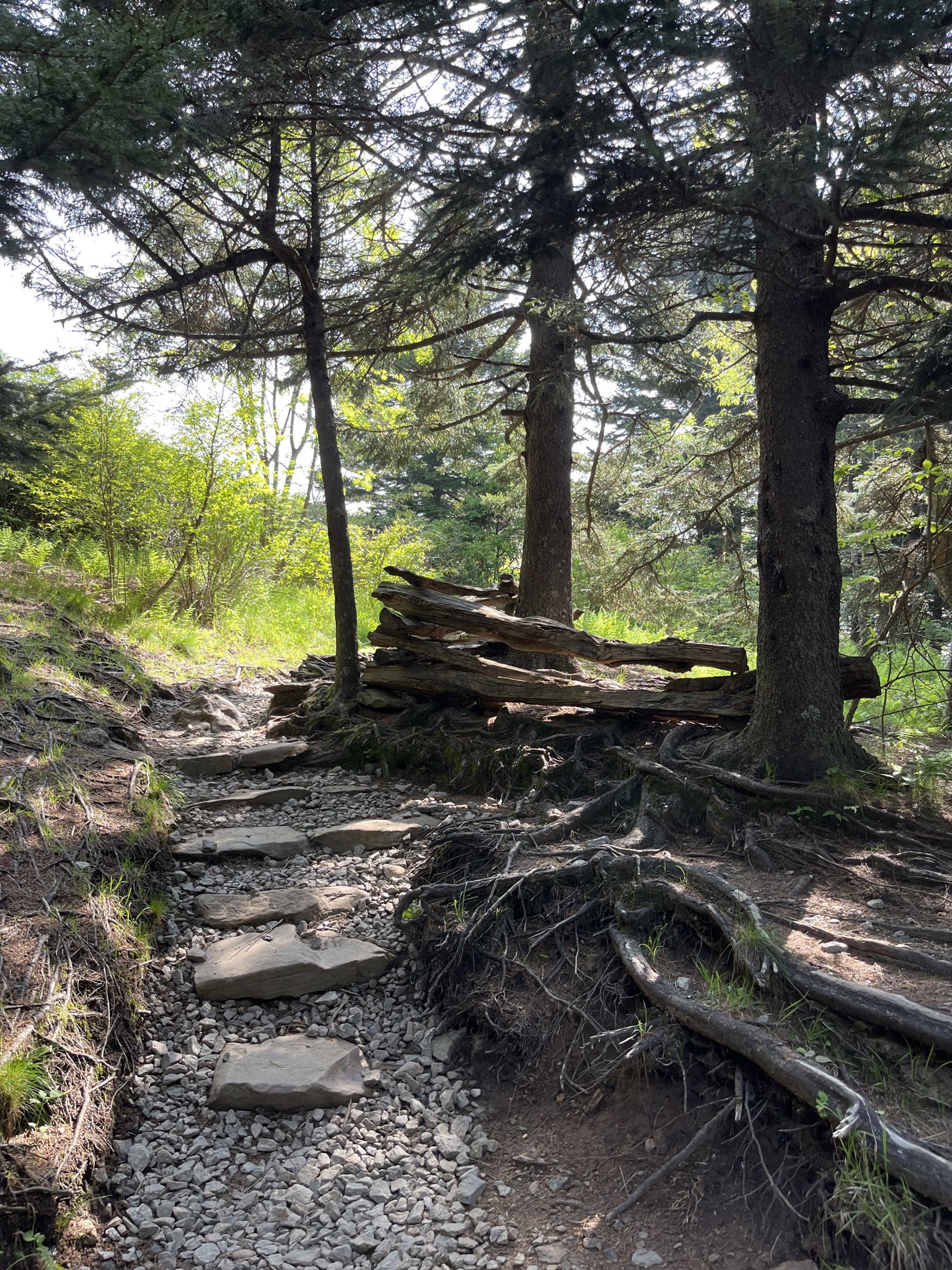 A rocky path winds through a sunlit forest with large tree roots. - Devil's Courthouse, Little Sam, and Black Balsam Loop
