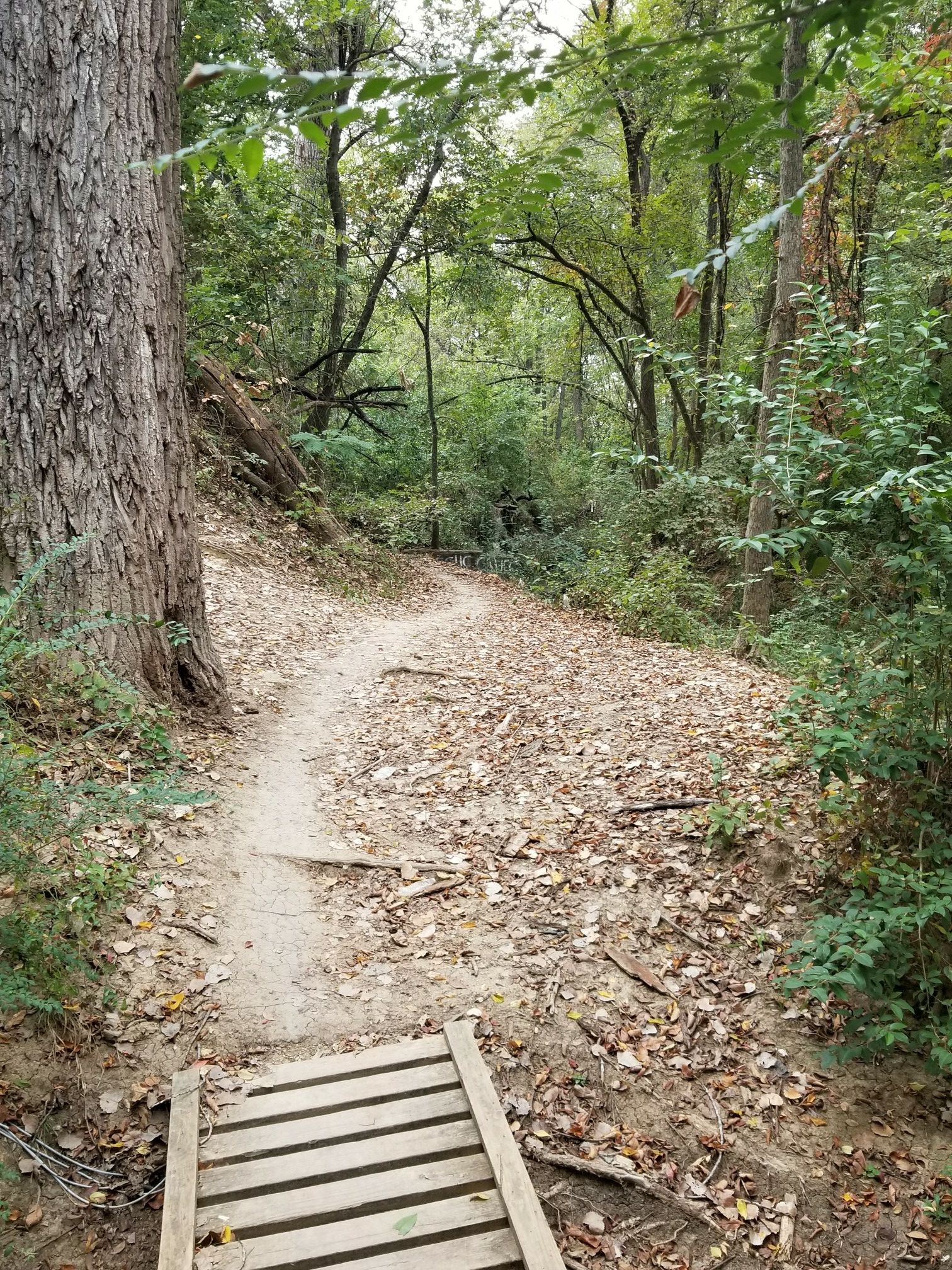 Dirt path covered in fallen leaves with a small wooden bridge. - Rowlett Creek Trail loop from Rivercrest Branch Greenbelt Park