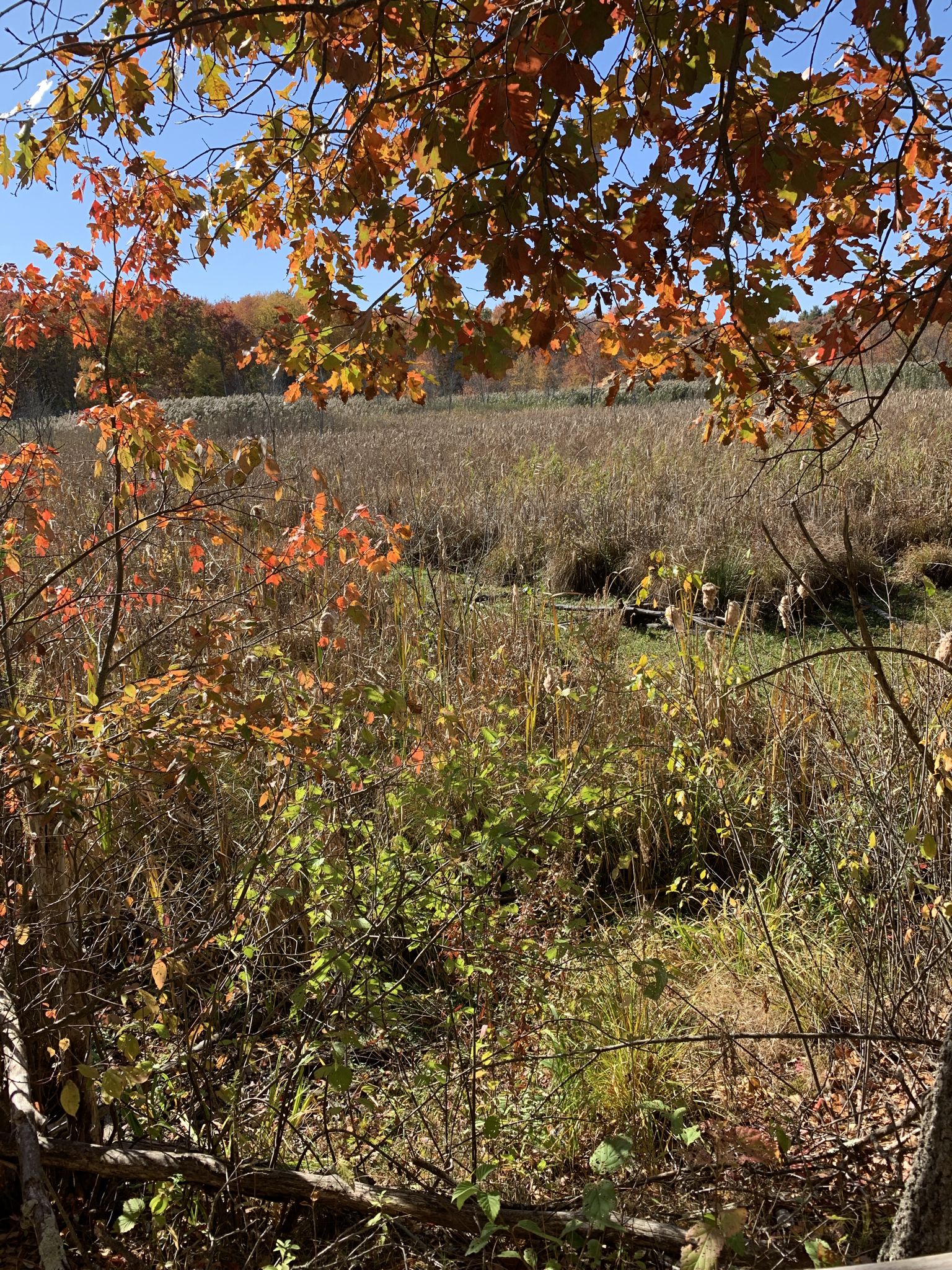 Sunny autumn field with tall grasses and colorful foliage. - Mill Pond – Assabet River Rail Trail loop from Maynard