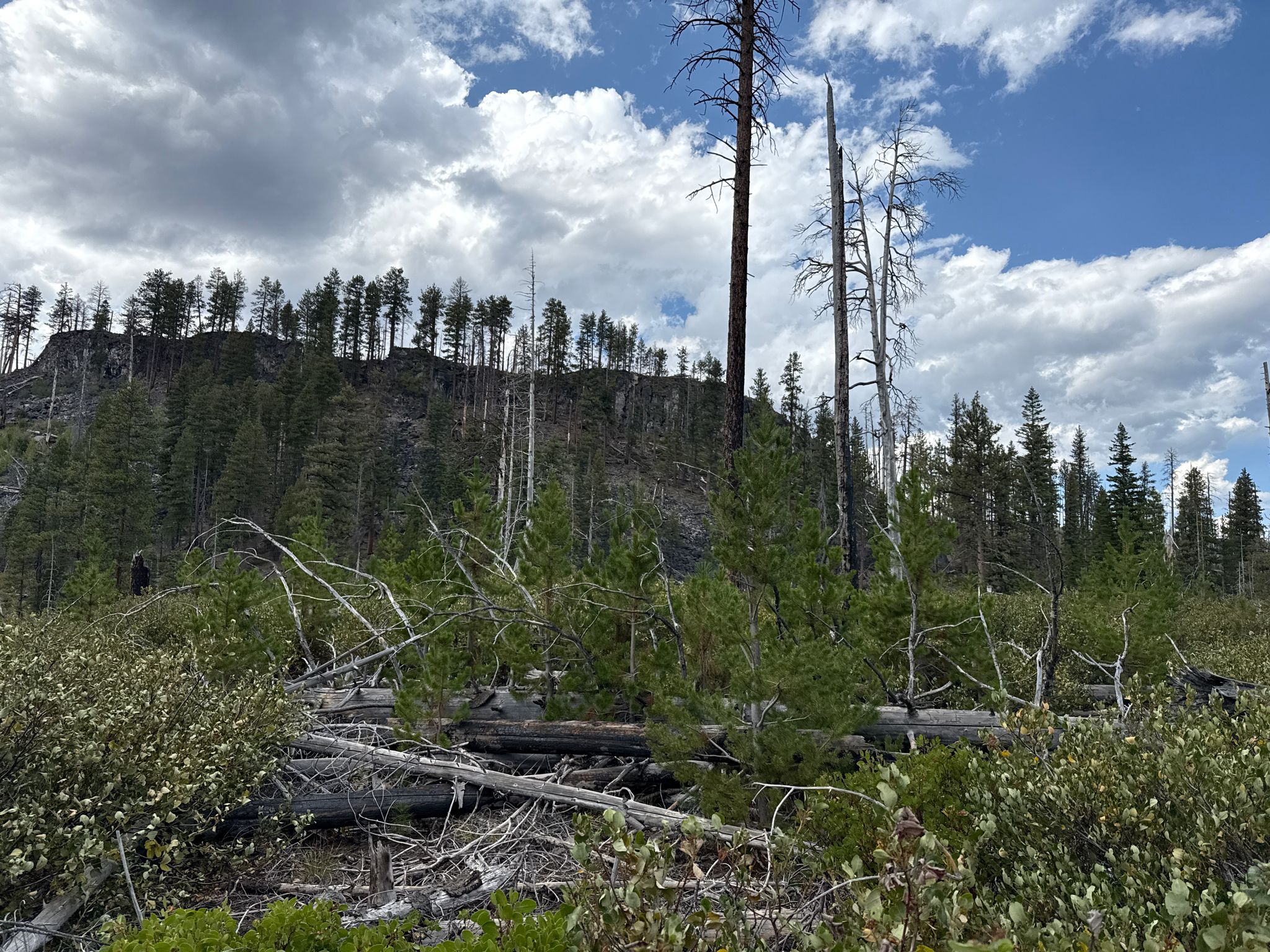 A hillside with dead trees, new growth, and fallen logs under a cloudy sky. - Chush Falls Trail