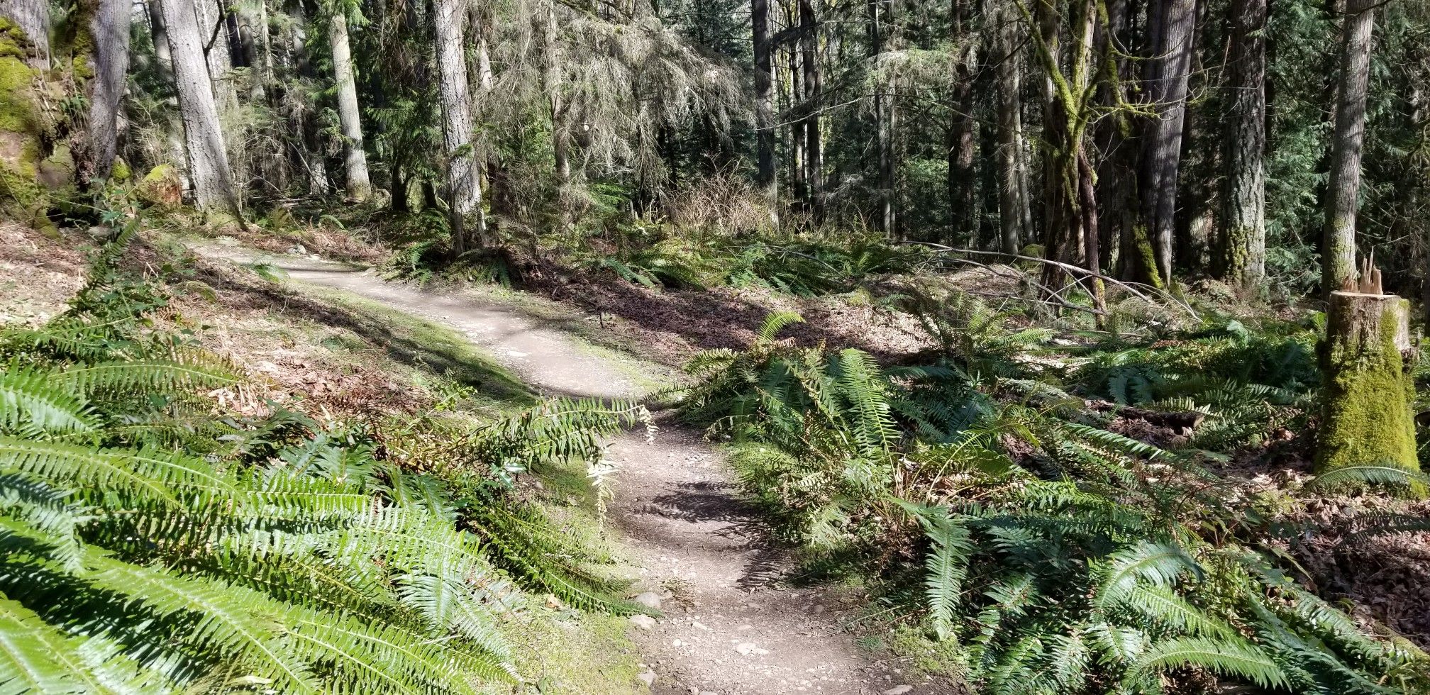 Forking dirt path through a sunny forest with abundant ferns. - Soaring Eagle Regional Park loop from Hazel Wolf Wetlands Preserve