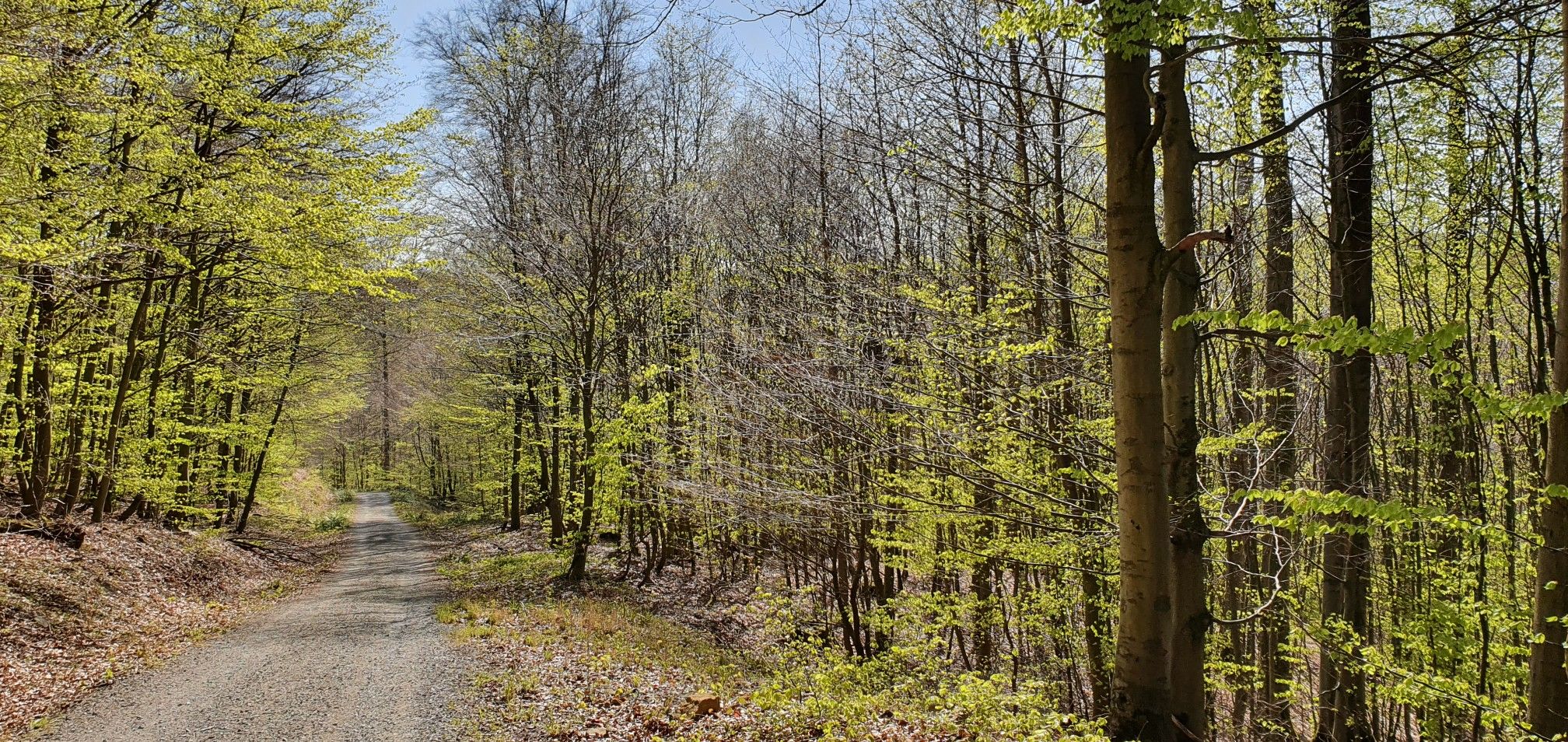 Hohenstein