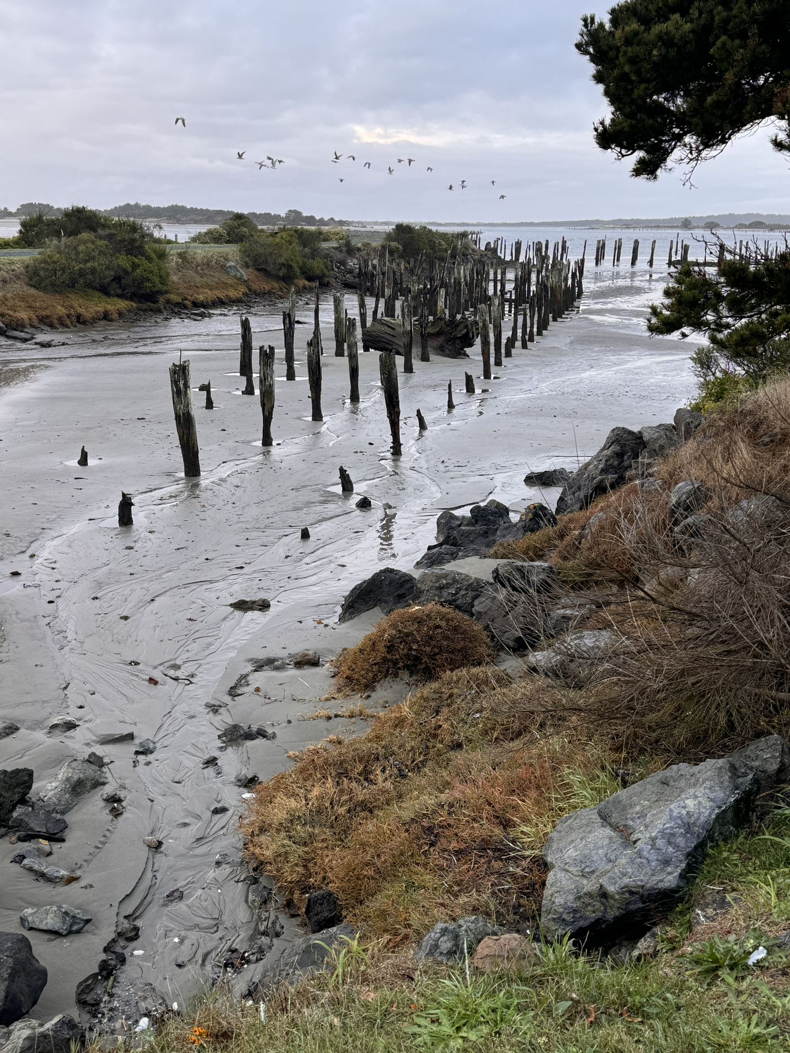 Overcast view of muddy tidal flats with old wooden pilings and flying birds. - Bandon loop — Oregon Coast