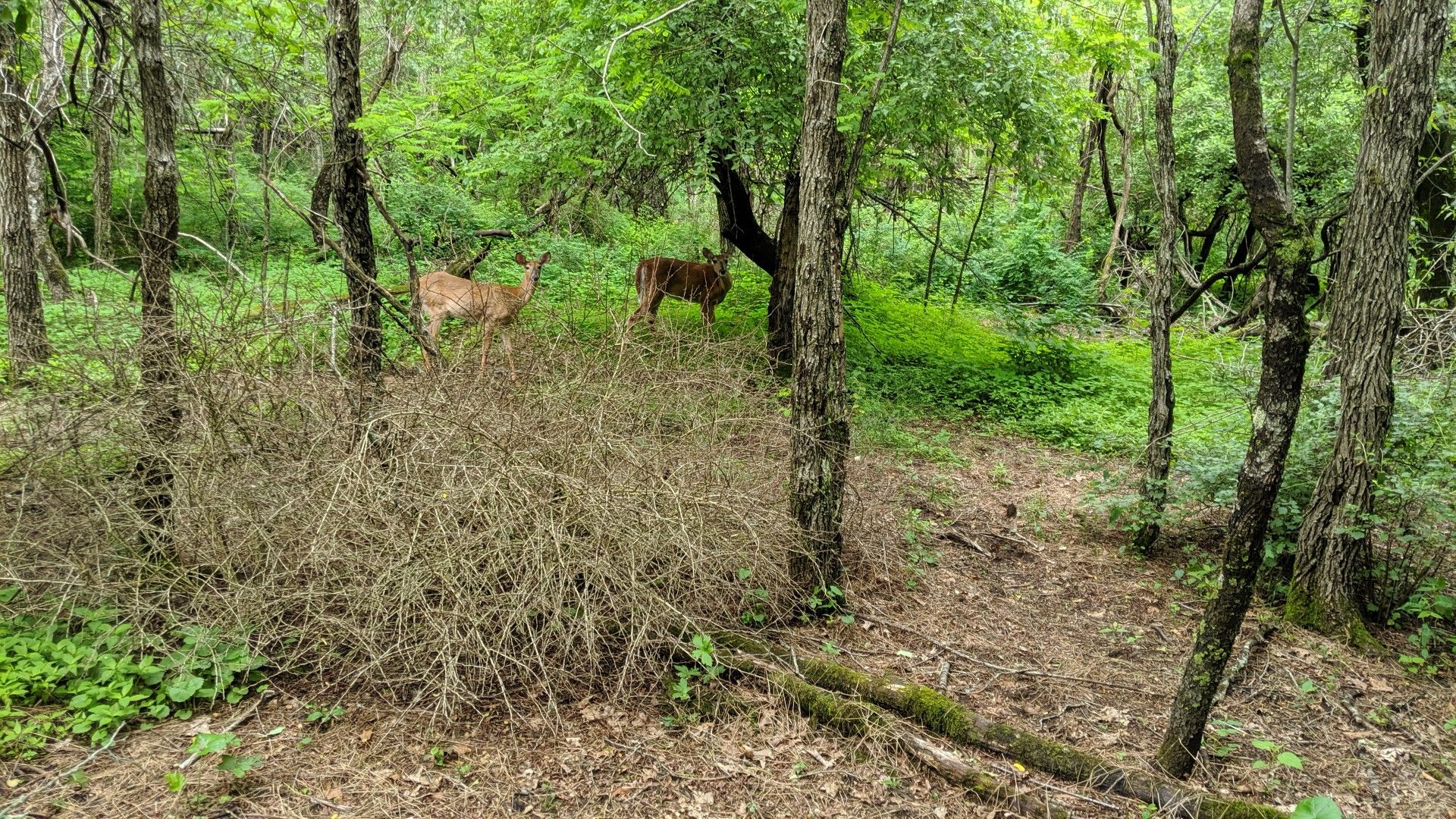 Two deer stand among green trees and dry brush in a forest. - Rapidan Fire Road