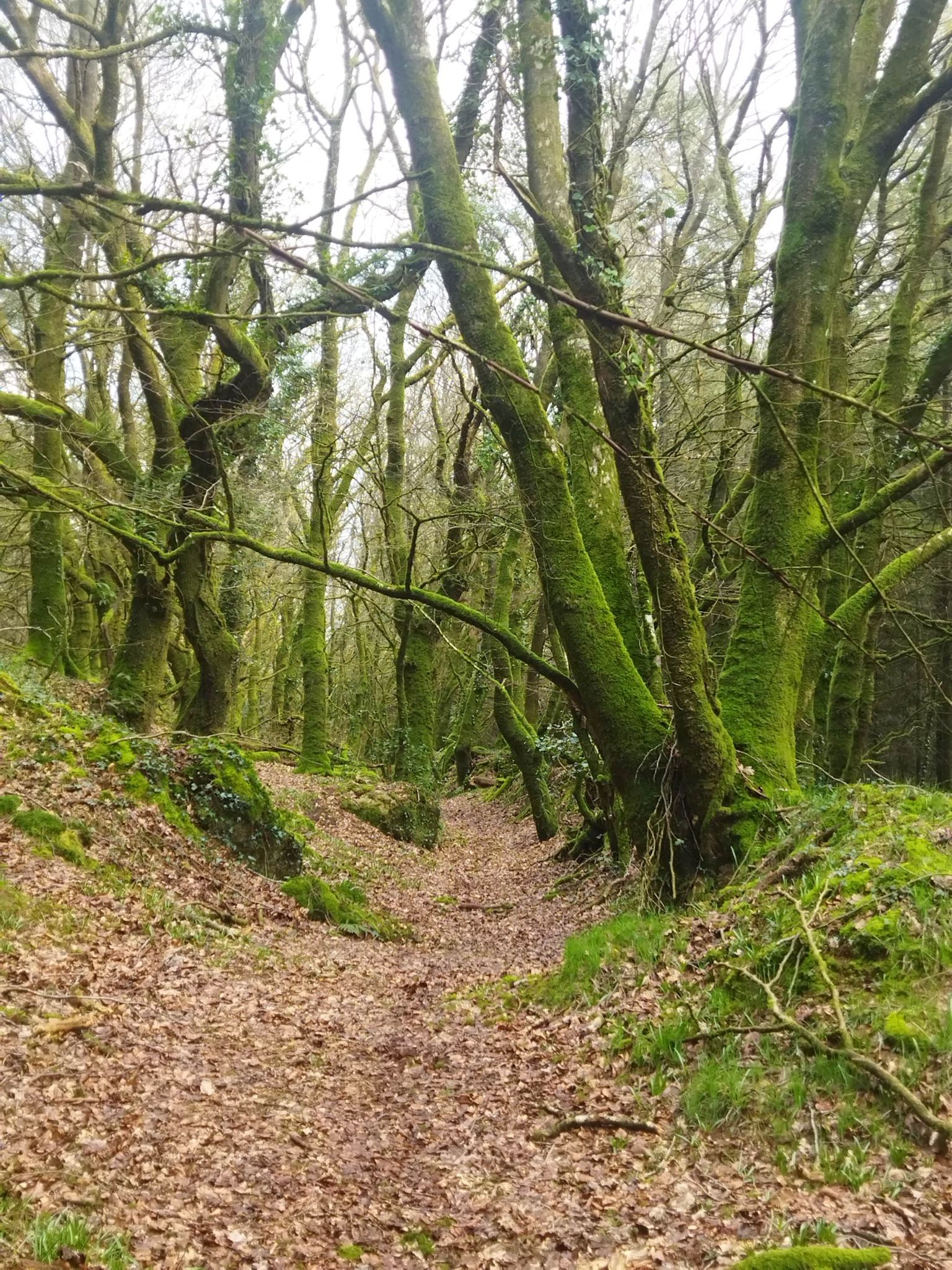 très beau chemin creux ..beaucoup chemins ici..a revenir explorer 🤔