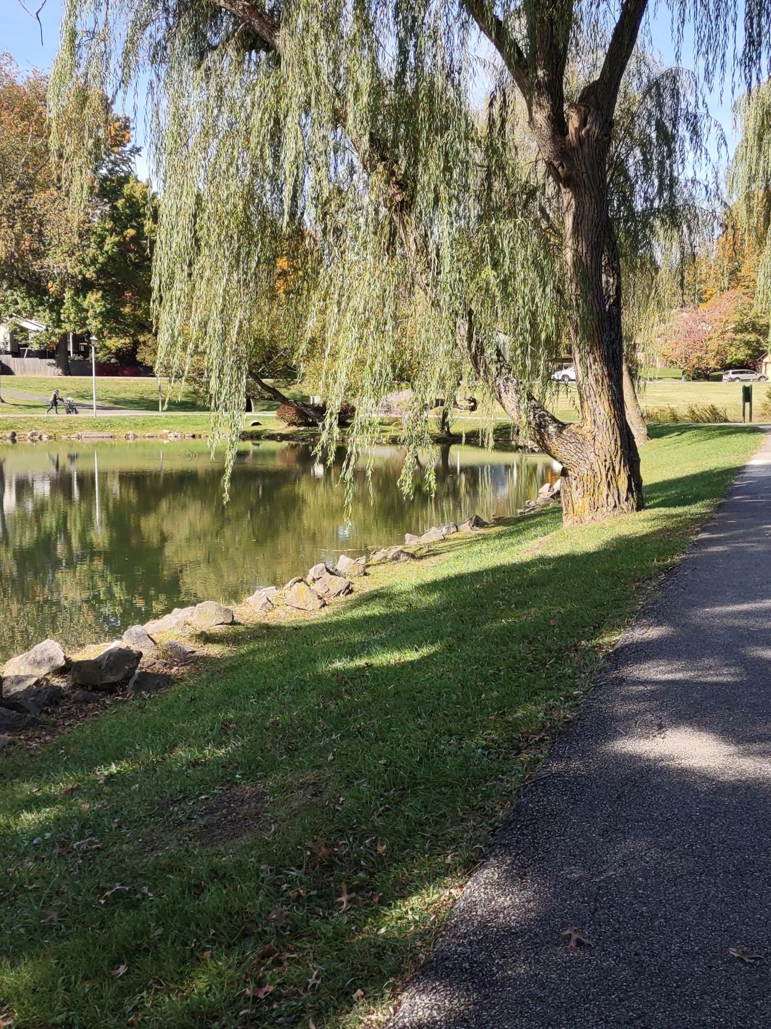 Weeping willow tree by a pond, sunny day, paved path. - Hethwood Pond loop from Blacksburg High School